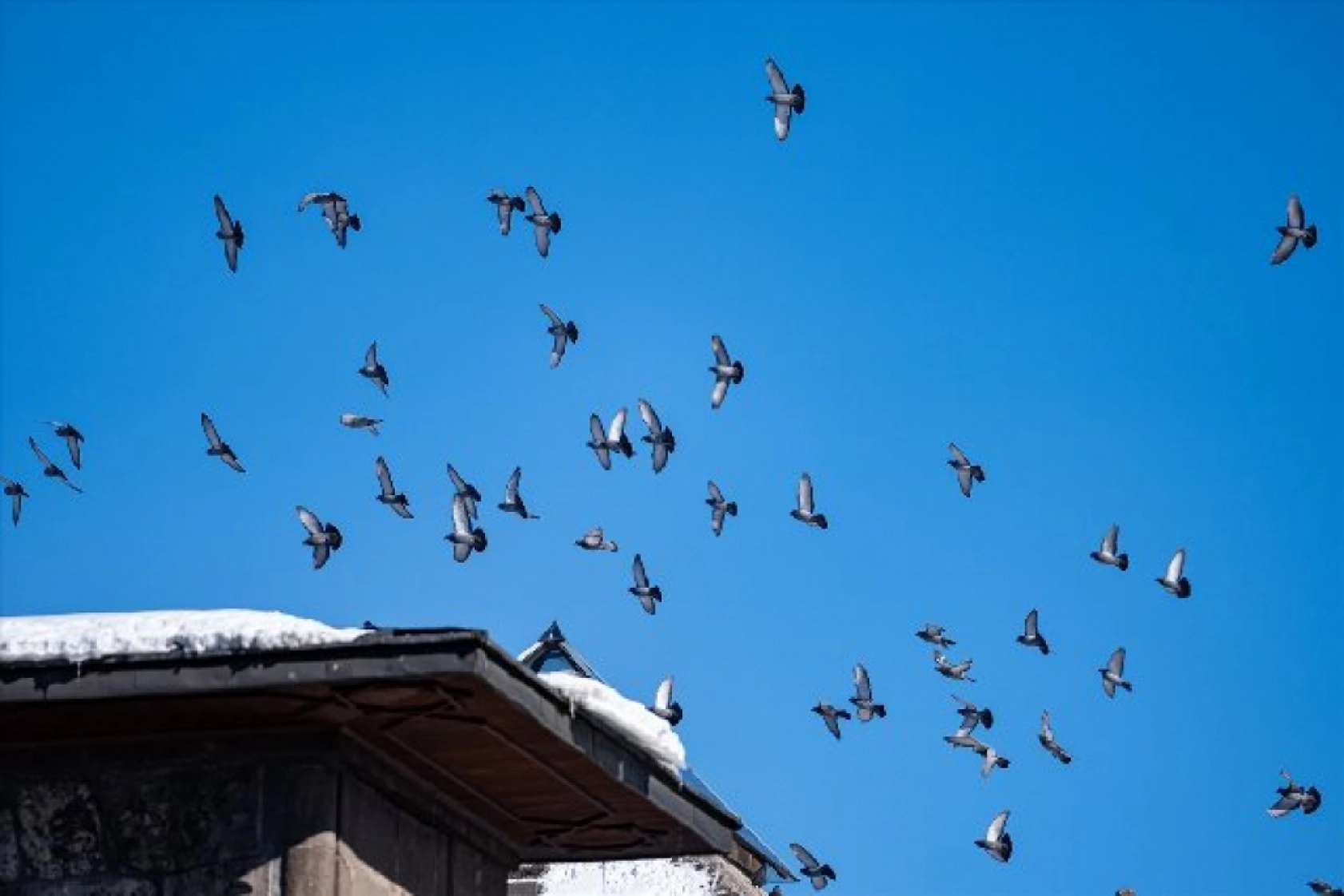 Tarihi mekanların sürekli misafirleri güvercinler