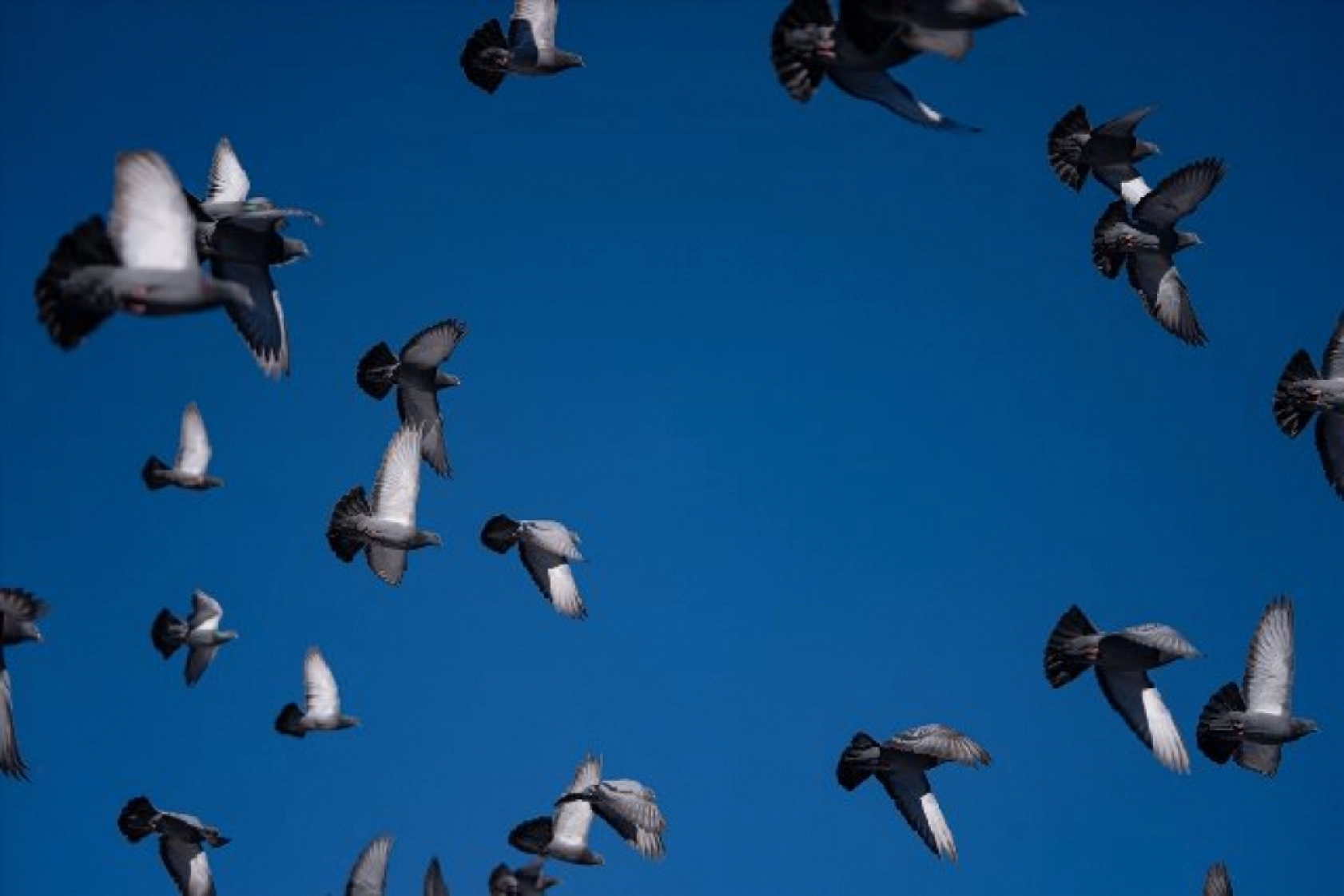 Tarihi mekanların sürekli misafirleri güvercinler