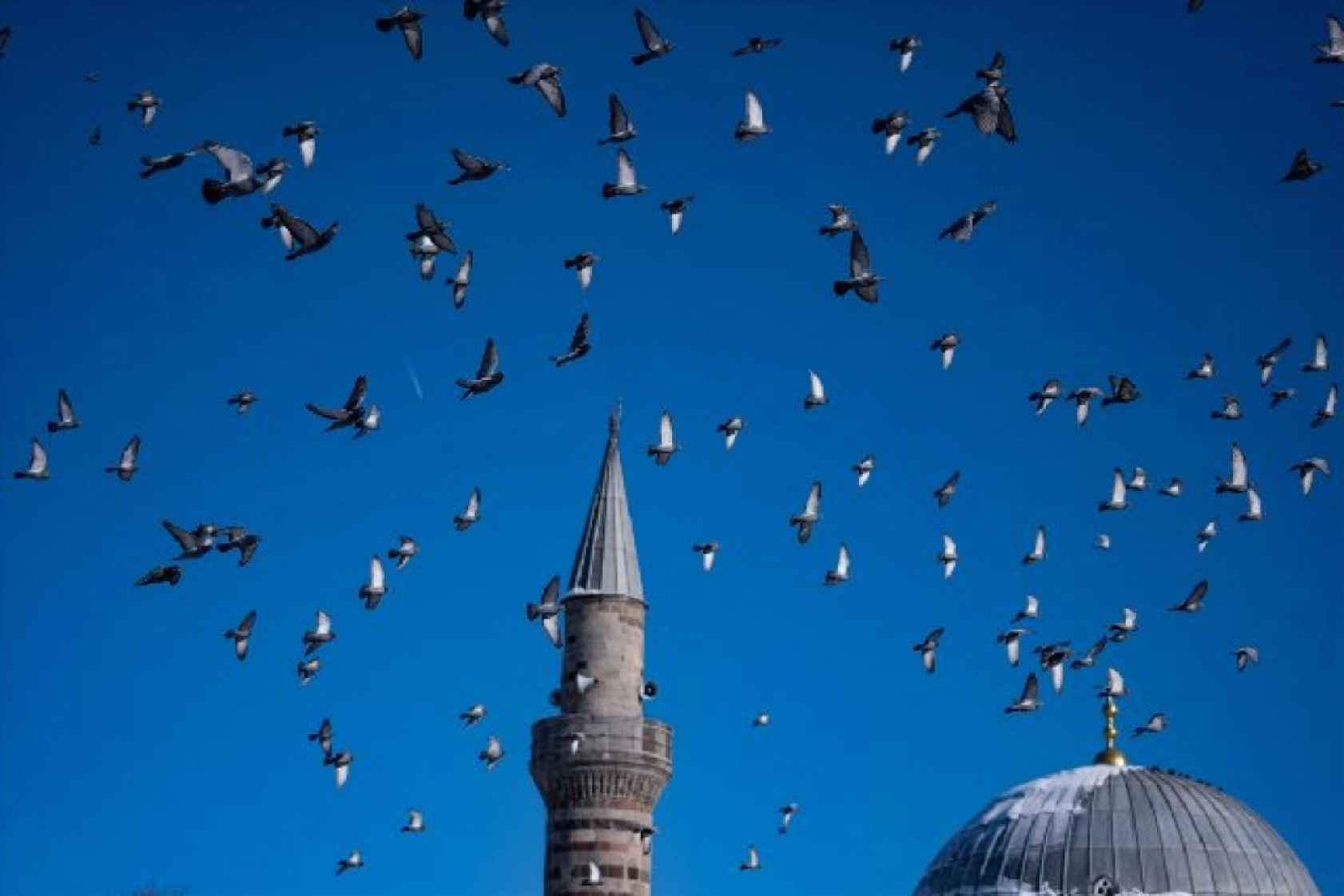 Tarihi mekanların sürekli misafirleri güvercinler