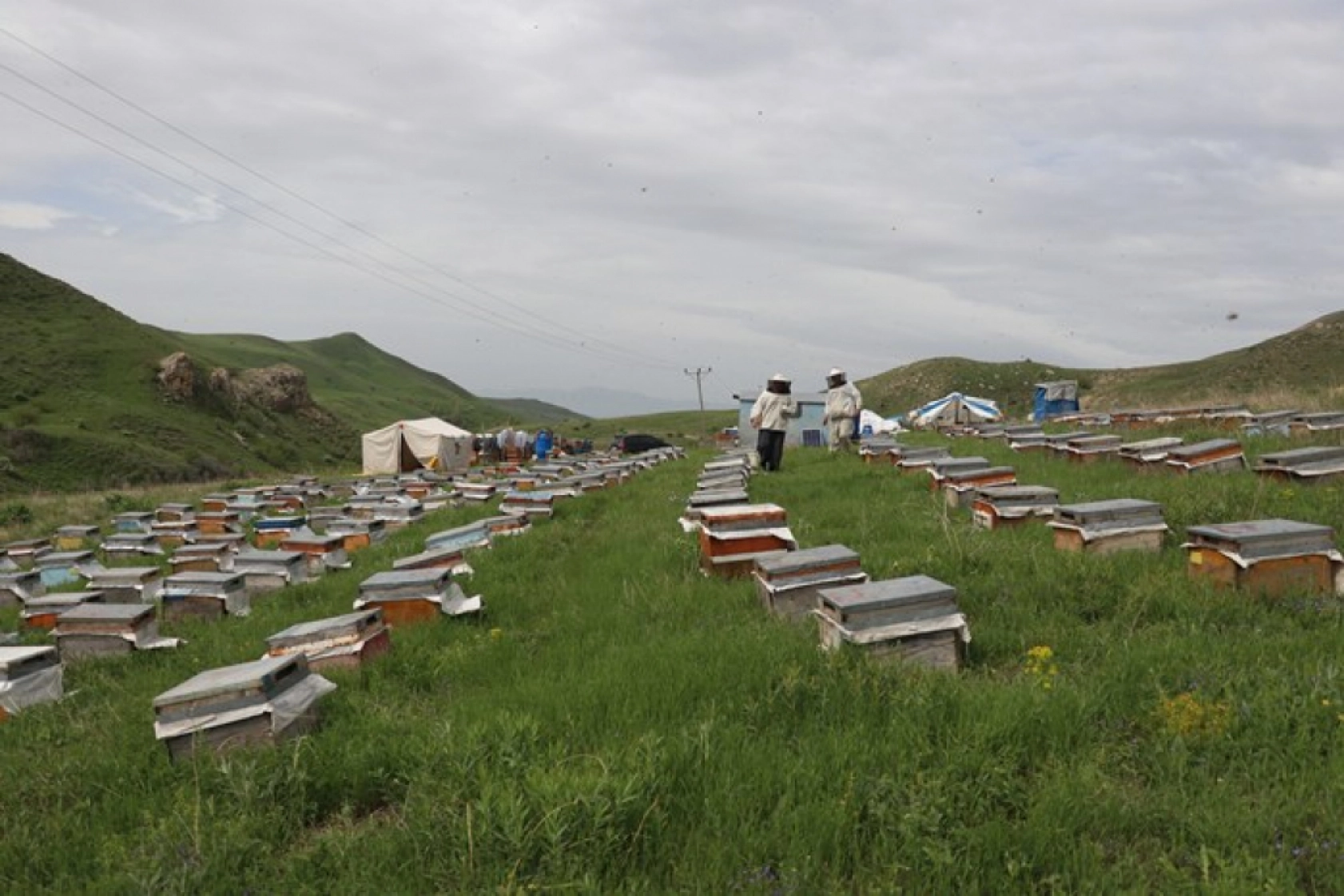 Üç kardeş Ağrı'nın dağlarında omuz omuza bal üretiyor