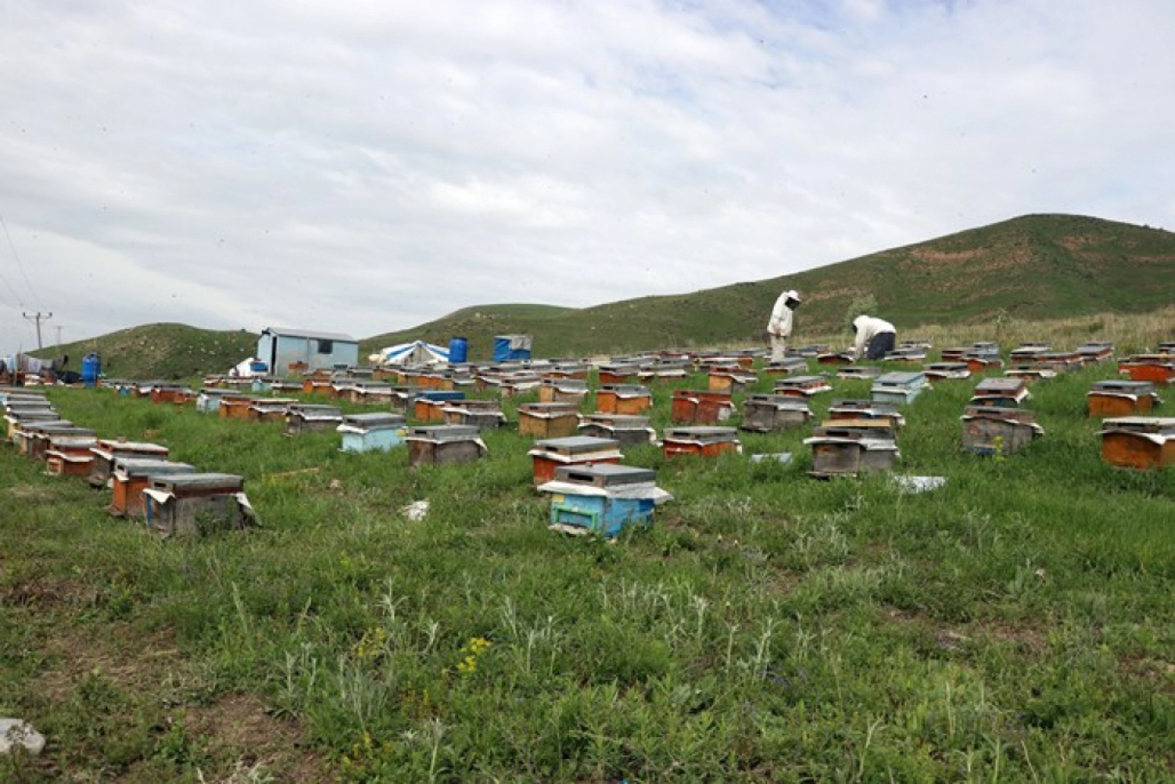 Üç kardeş Ağrı'nın dağlarında omuz omuza bal üretiyor