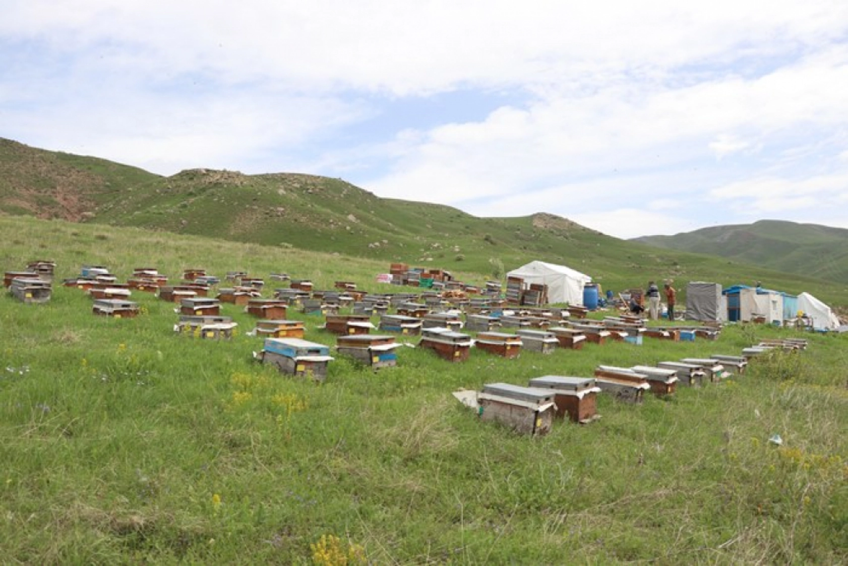 Üç kardeş Ağrı'nın dağlarında omuz omuza bal üretiyor