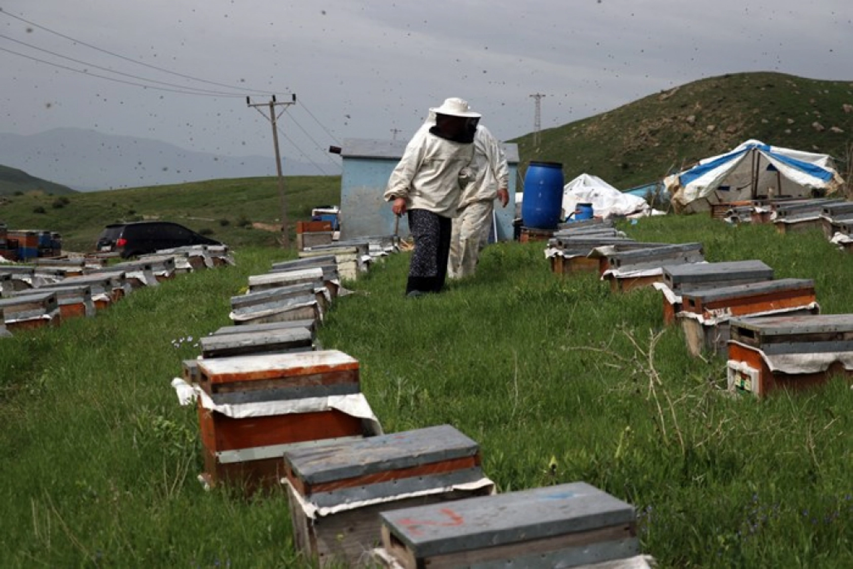 Üç kardeş Ağrı'nın dağlarında omuz omuza bal üretiyor