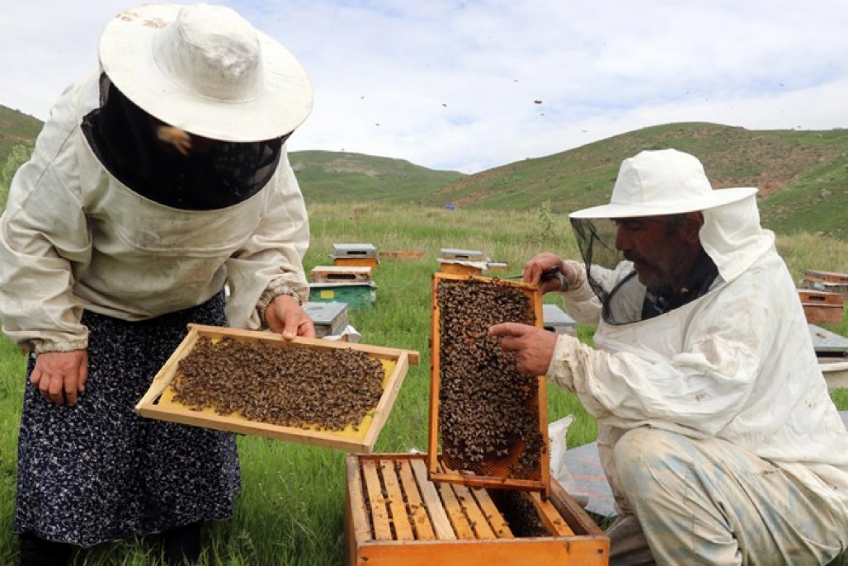 Üç kardeş Ağrı'nın dağlarında omuz omuza bal üretiyor