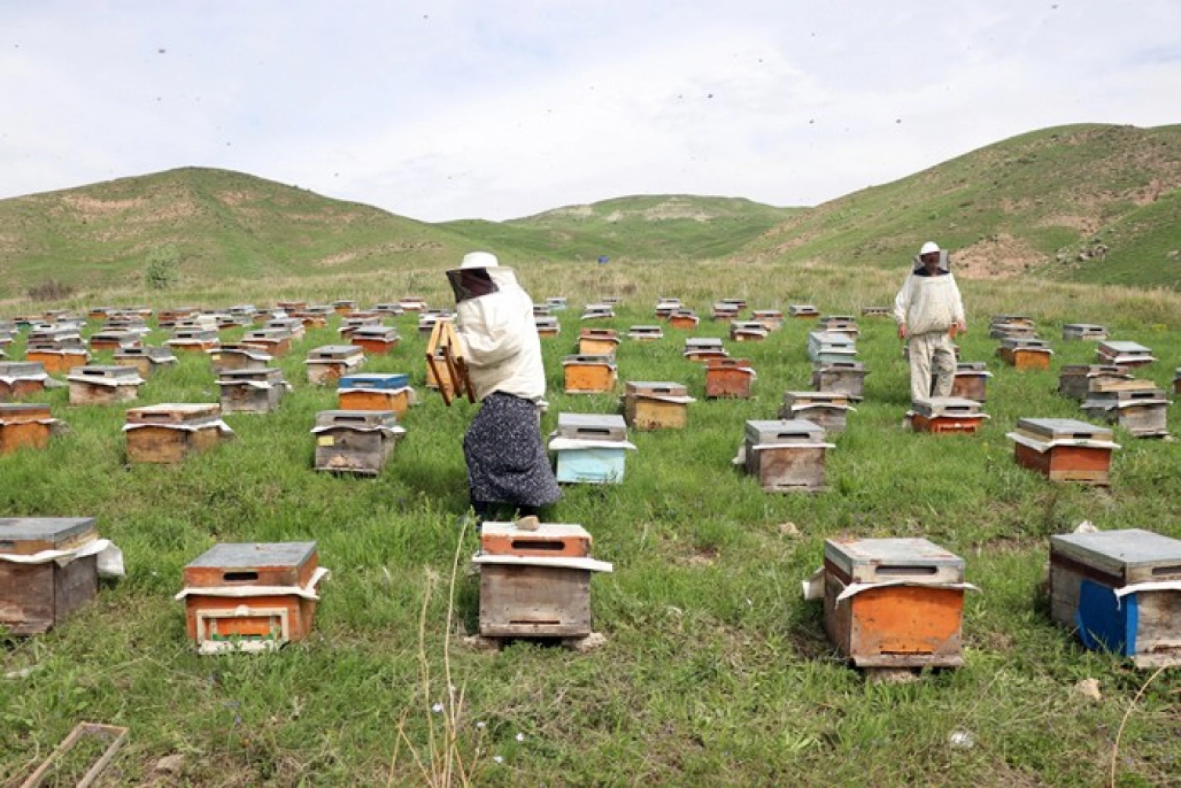 Üç kardeş Ağrı'nın dağlarında omuz omuza bal üretiyor