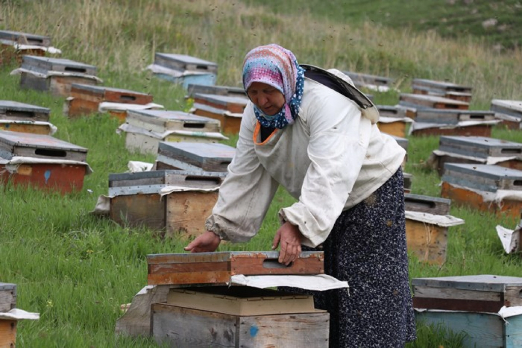 Üç kardeş Ağrı'nın dağlarında omuz omuza bal üretiyor