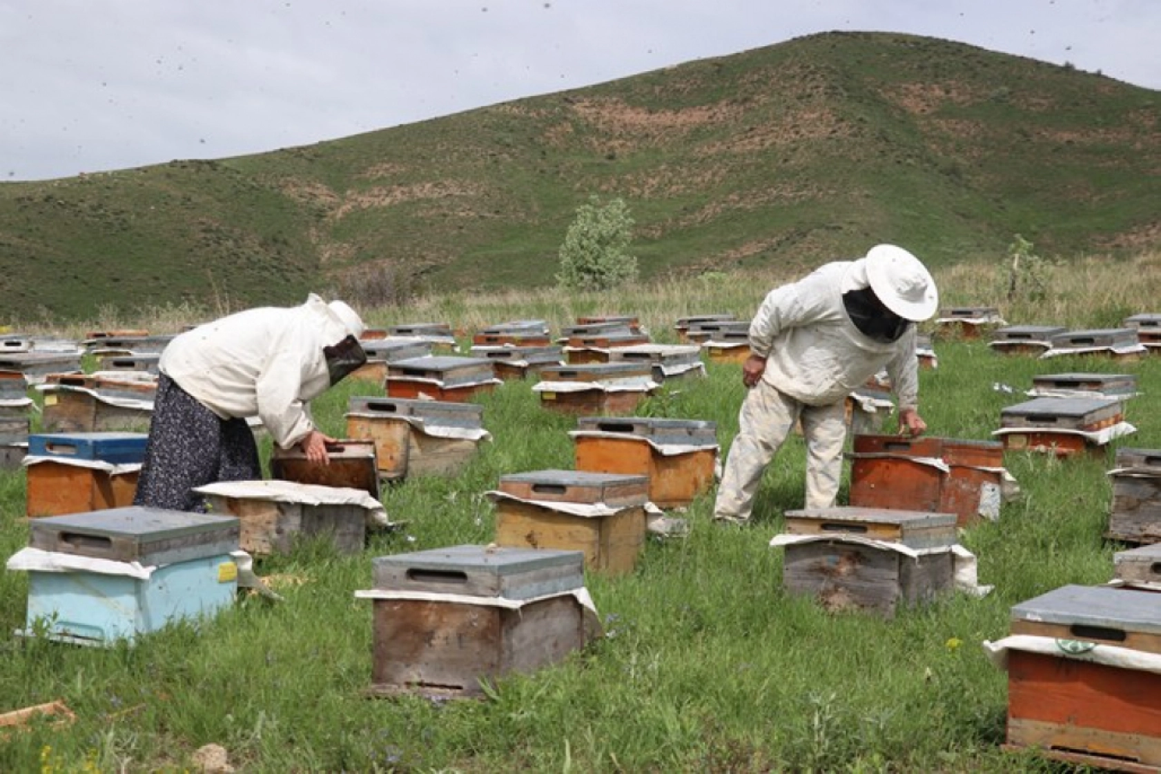 Üç kardeş Ağrı'nın dağlarında omuz omuza bal üretiyor
