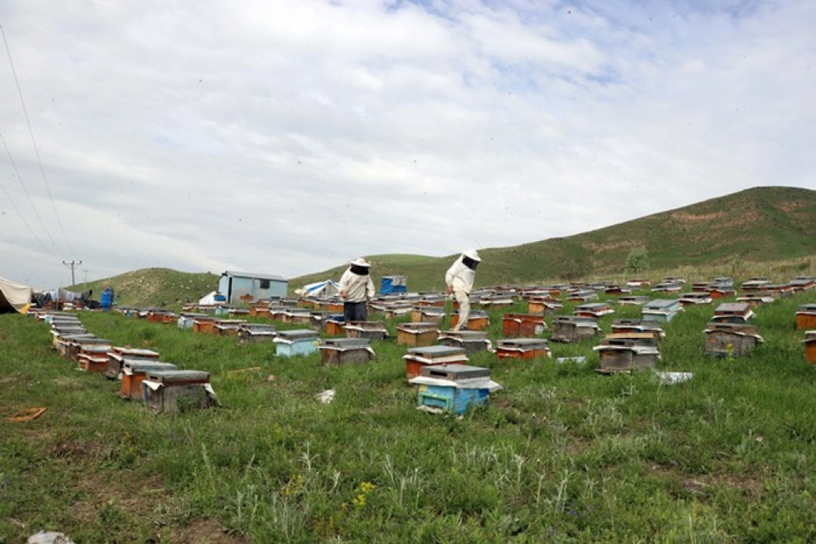 Üç kardeş Ağrı'nın dağlarında omuz omuza bal üretiyor