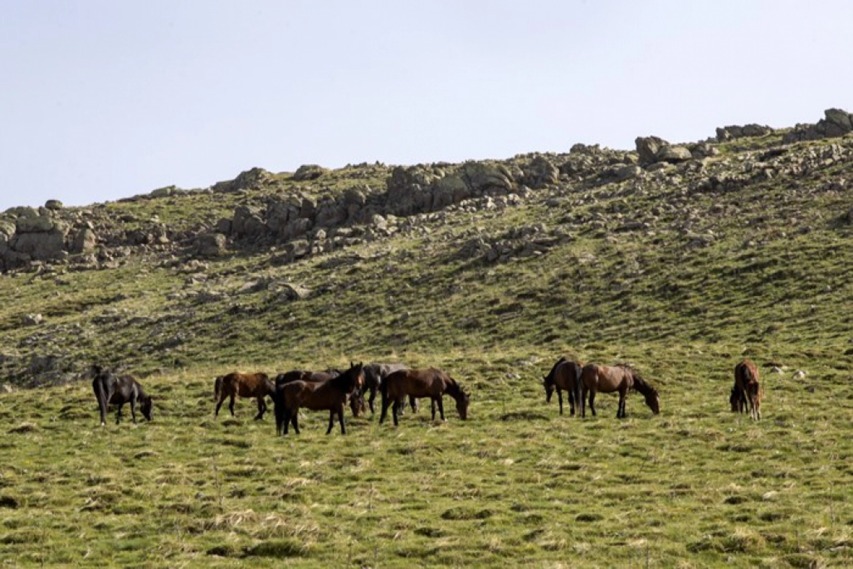 Yılkı atları Yama Dağı'nda özgürce koşuyor