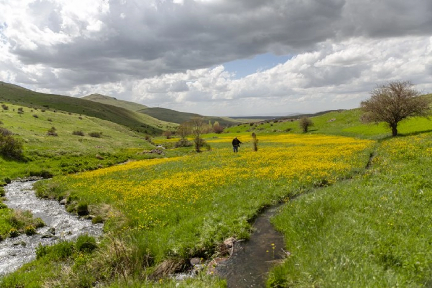 Yılkı atları Yama Dağı'nda özgürce koşuyor
