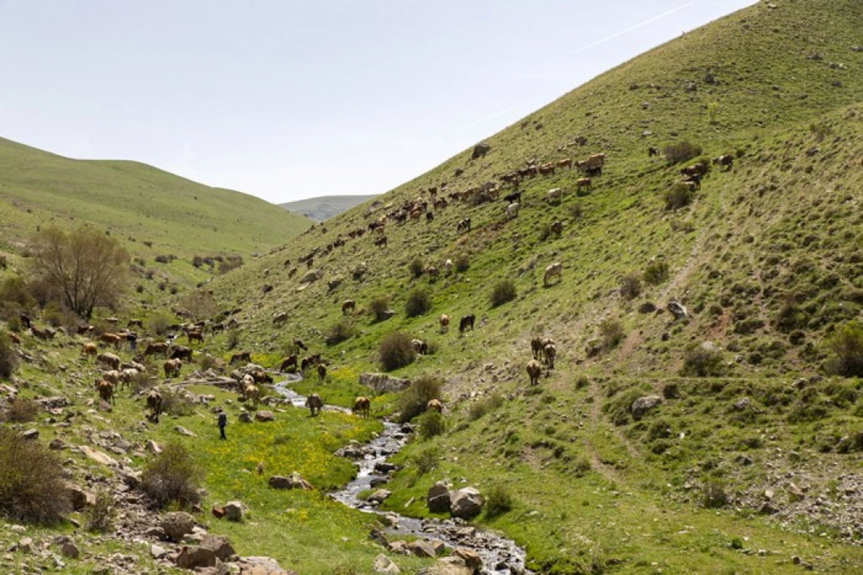 Yılkı atları Yama Dağı'nda özgürce koşuyor