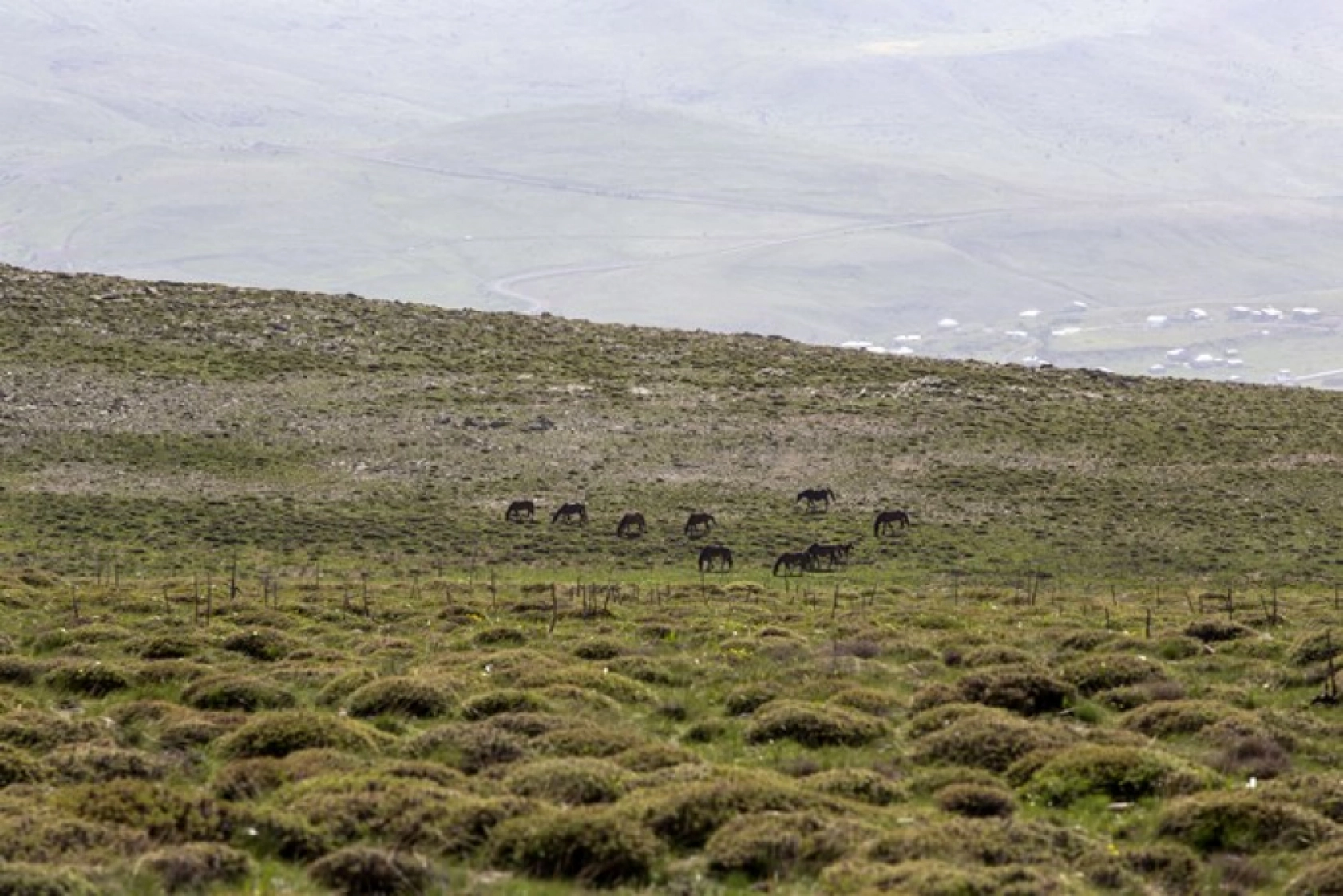 Yılkı atları Yama Dağı'nda özgürce koşuyor