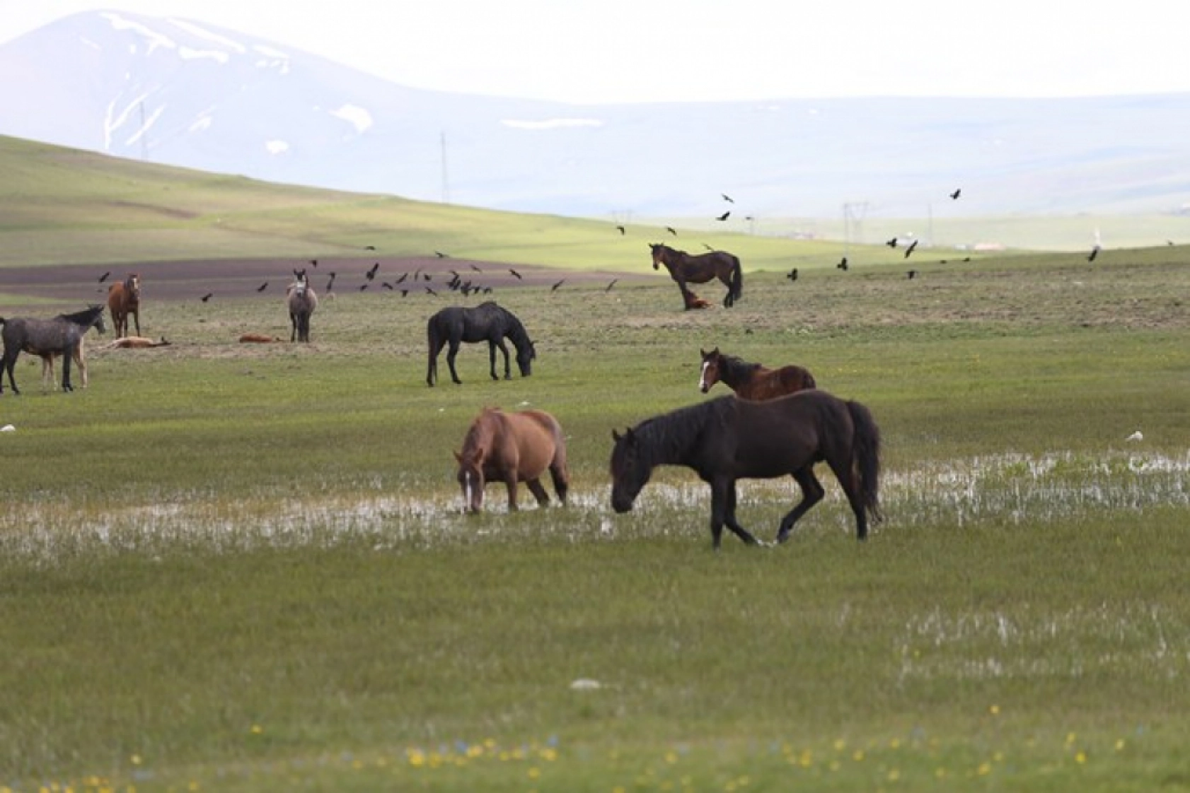 Kars'ın yeşeren doğasında yılkı atları görüntülendi