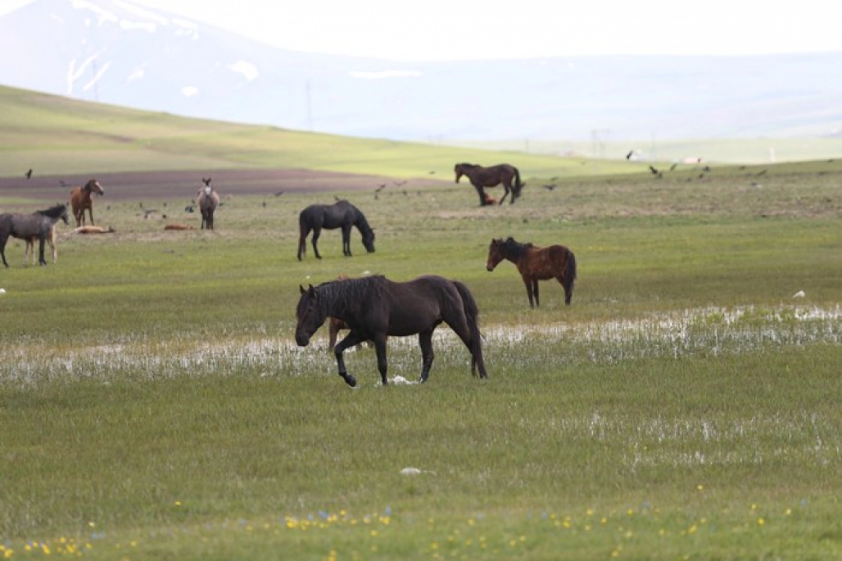 Kars'ın yeşeren doğasında yılkı atları görüntülendi