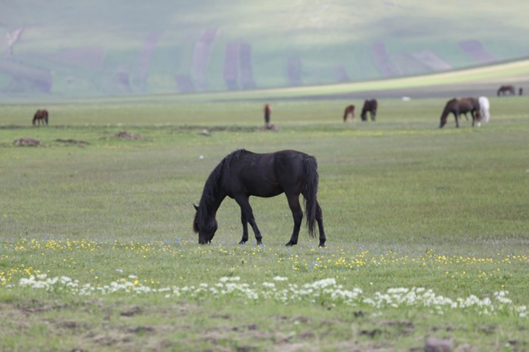 Kars'ın yeşeren doğasında yılkı atları görüntülendi