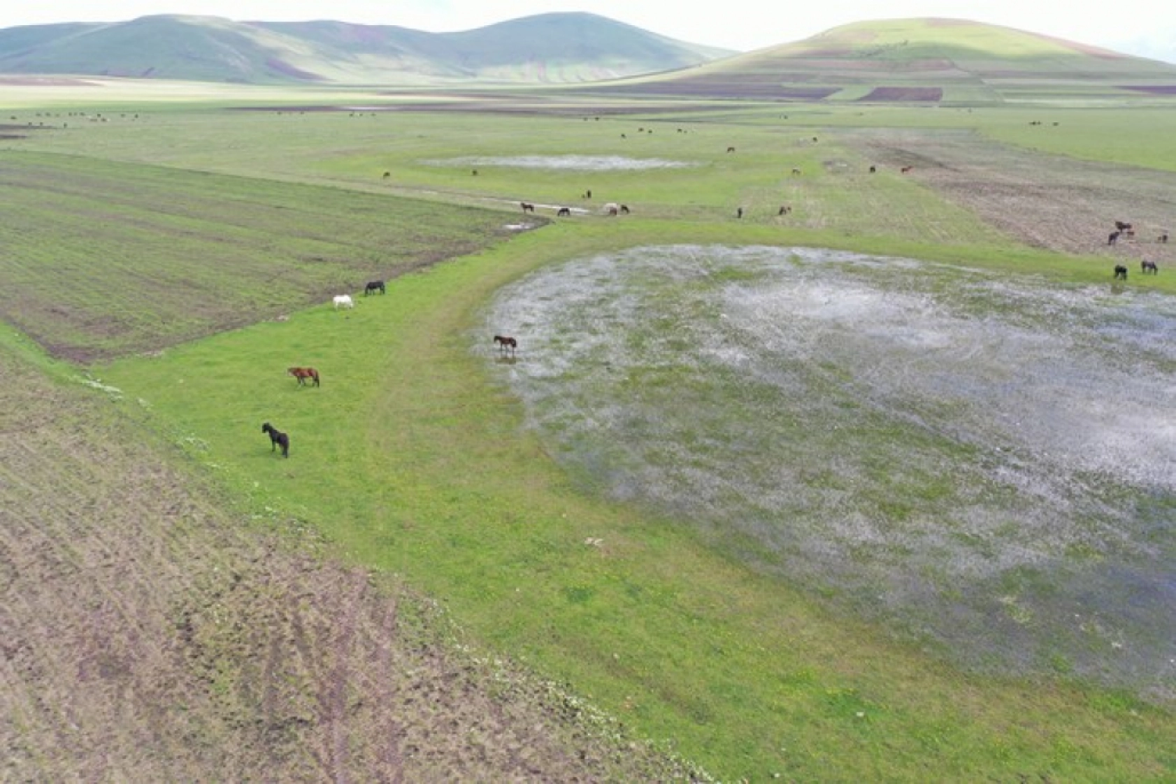 Kars'ın yeşeren doğasında yılkı atları görüntülendi