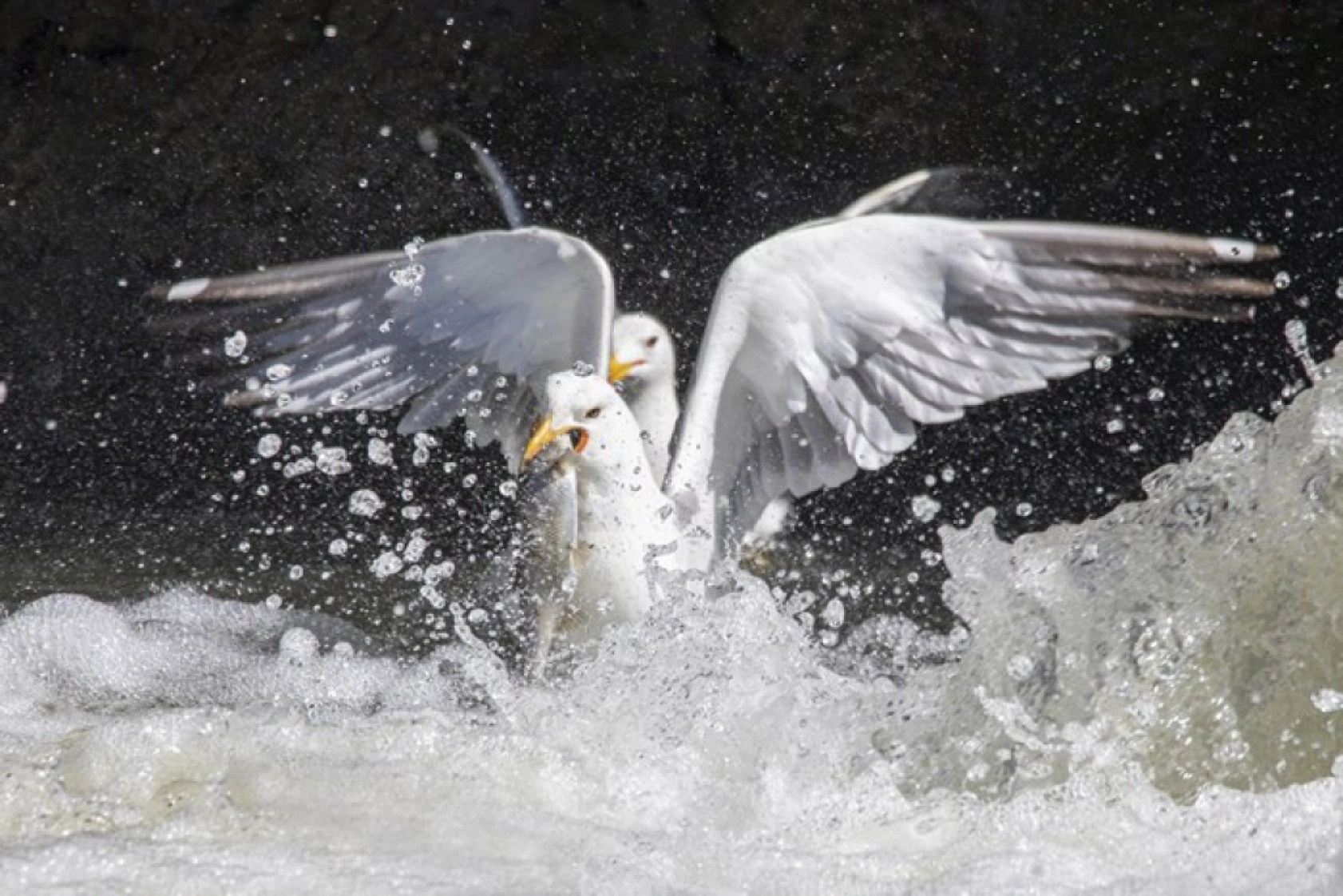 Binlerce kişi inci kefali göçünü izledi