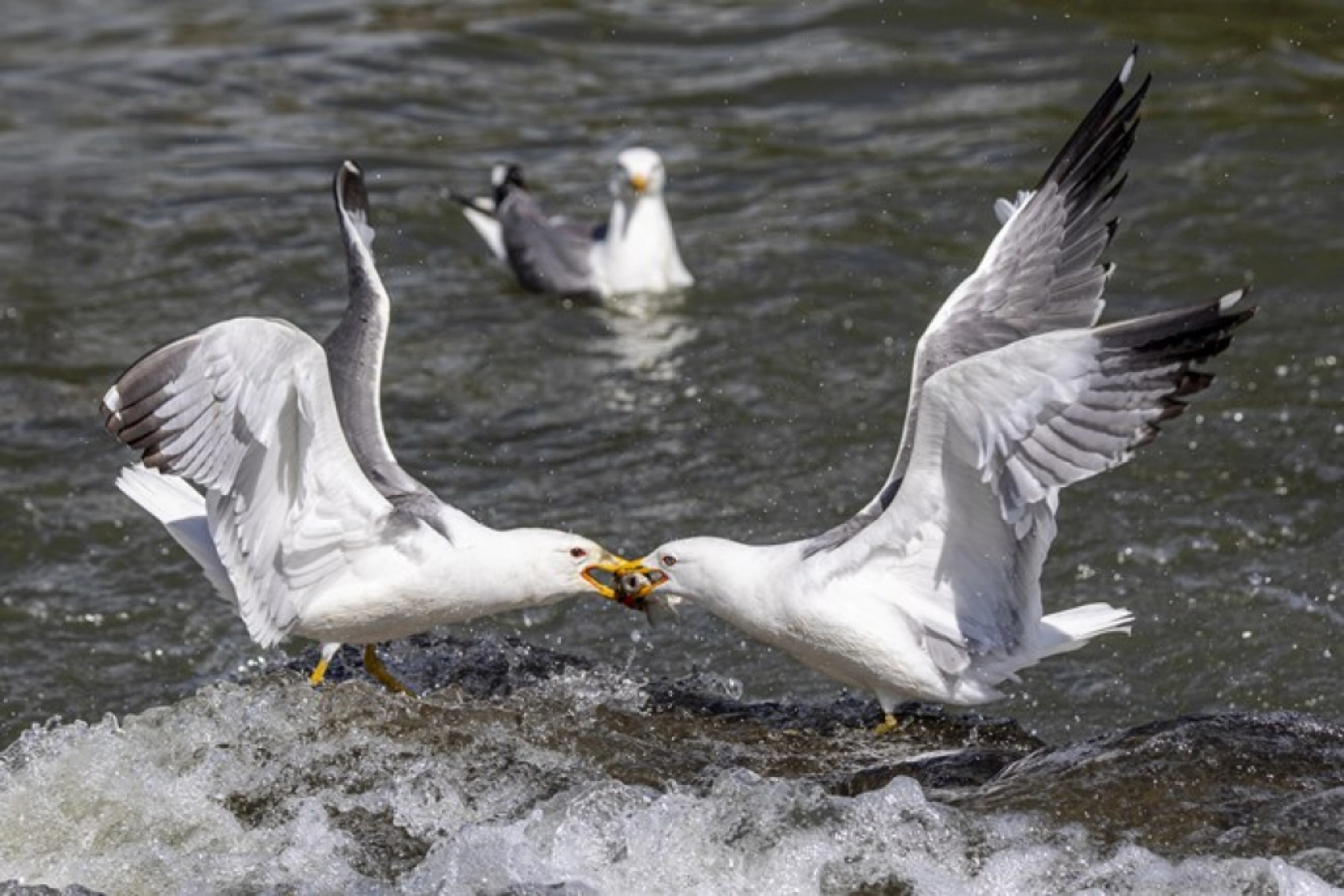 Binlerce kişi inci kefali göçünü izledi