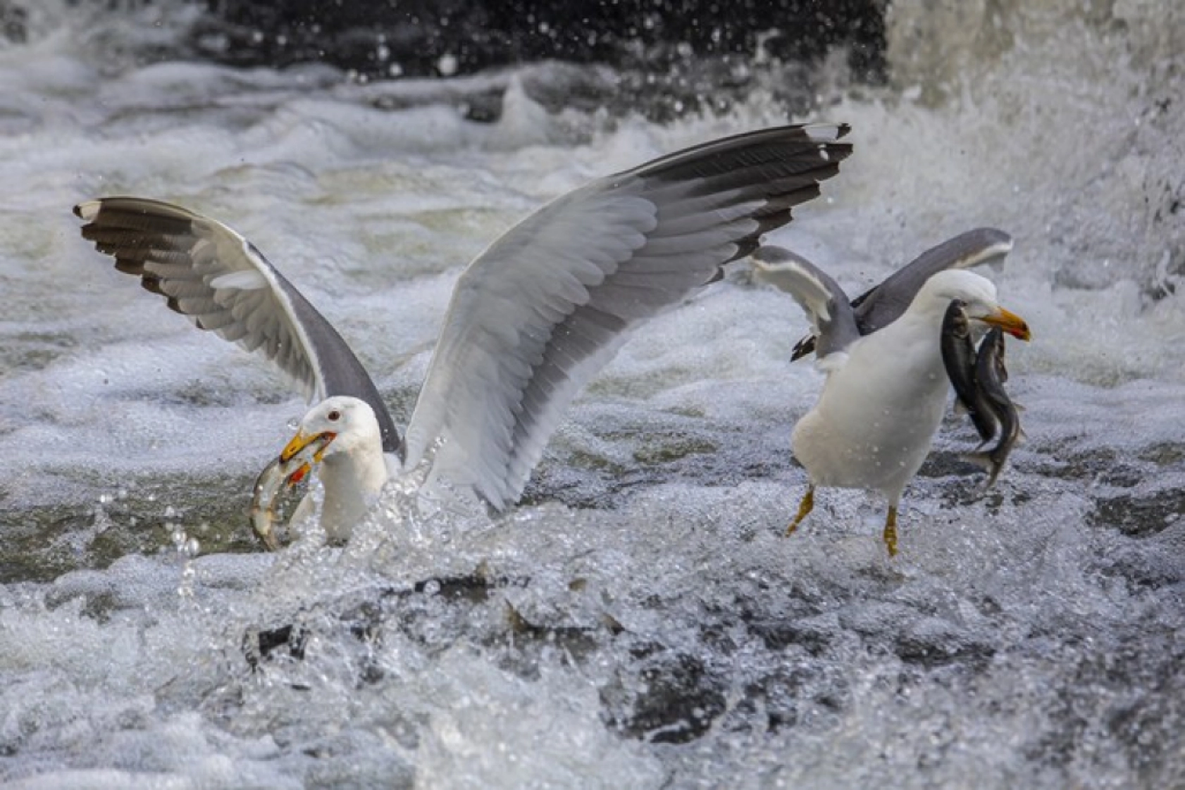 Binlerce kişi inci kefali göçünü izledi