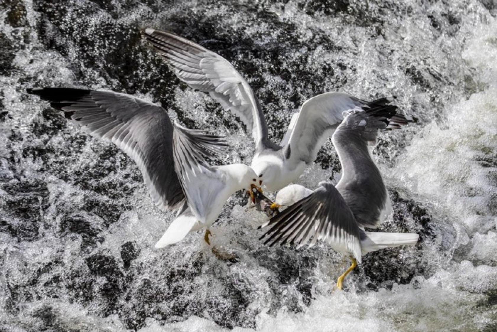 Binlerce kişi inci kefali göçünü izledi