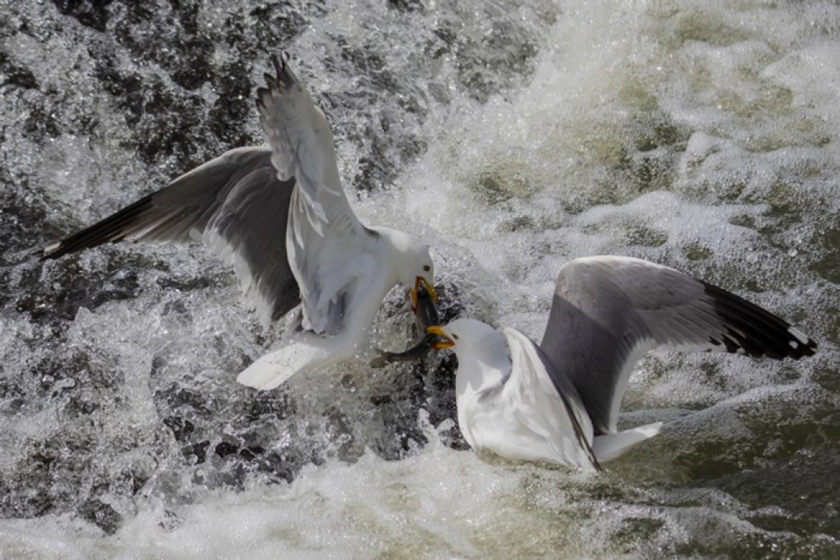 Binlerce kişi inci kefali göçünü izledi