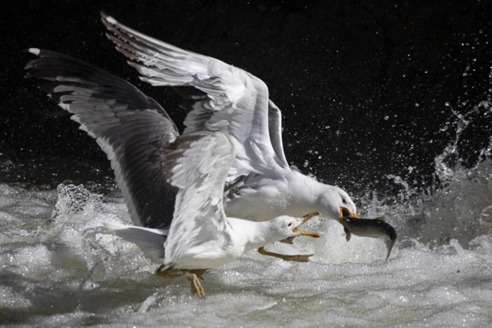 Binlerce kişi inci kefali göçünü izledi
