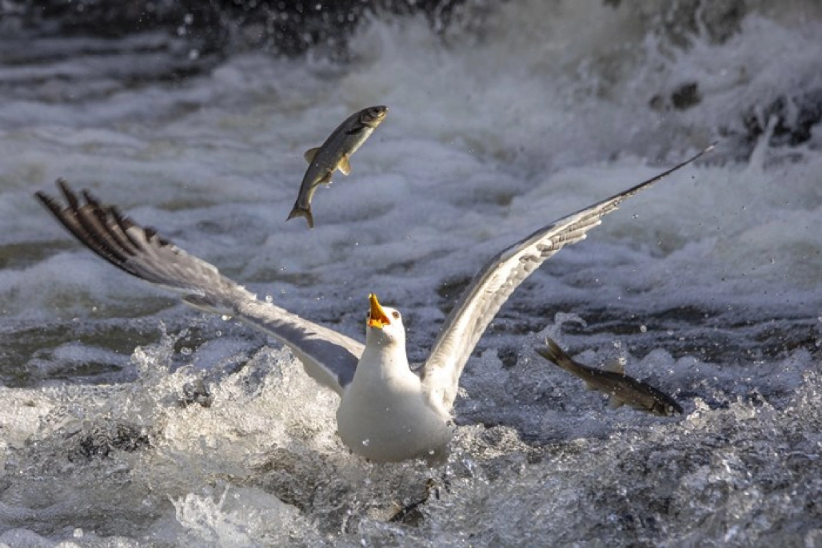 Binlerce kişi inci kefali göçünü izledi