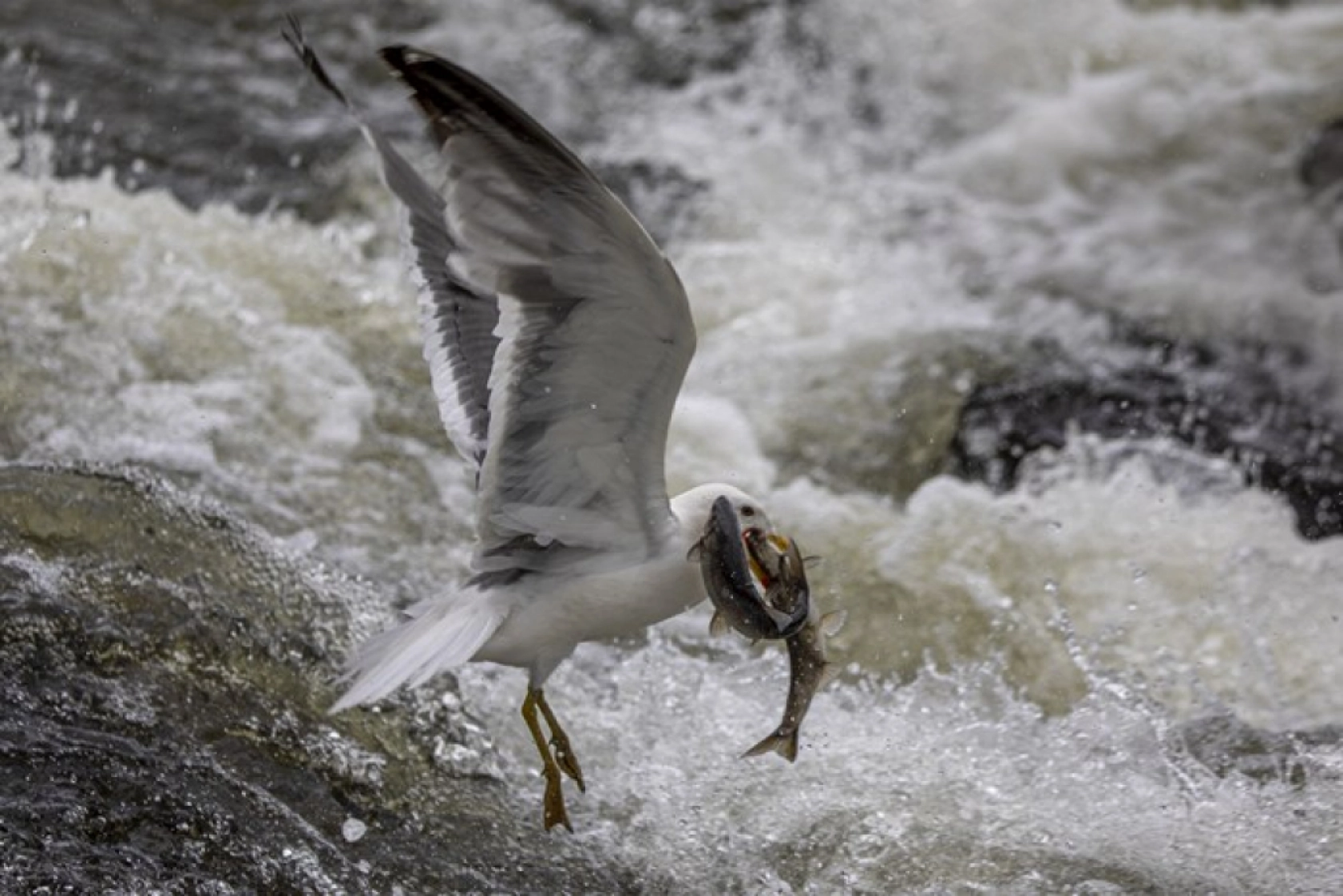 Binlerce kişi inci kefali göçünü izledi