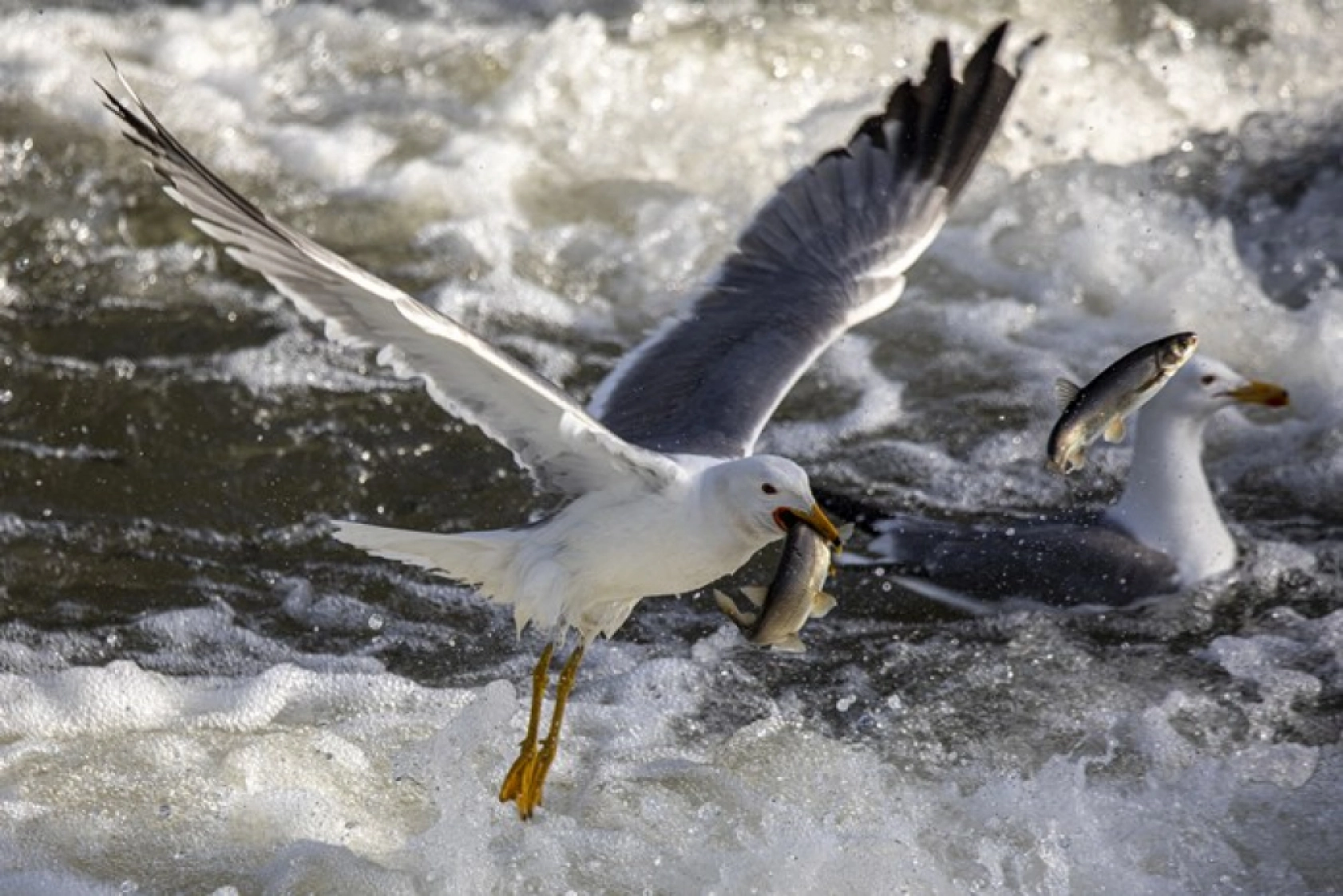 Binlerce kişi inci kefali göçünü izledi