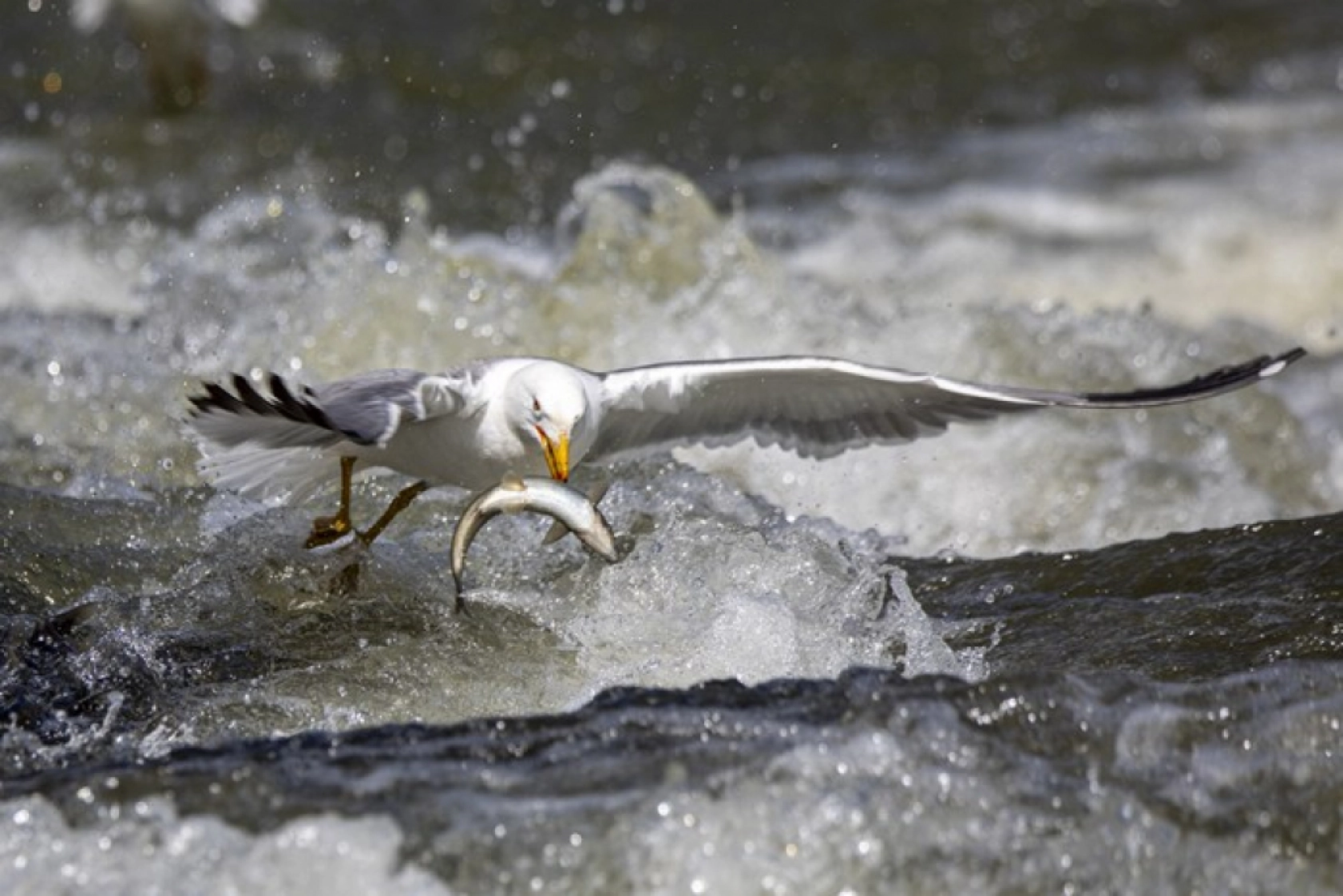Binlerce kişi inci kefali göçünü izledi