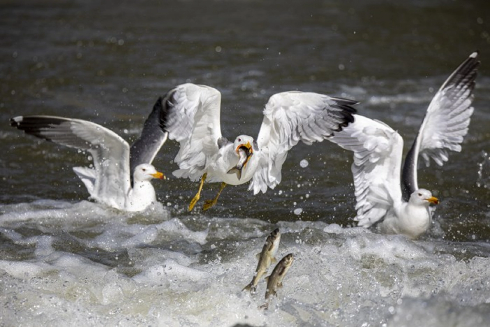 Binlerce kişi inci kefali göçünü izledi