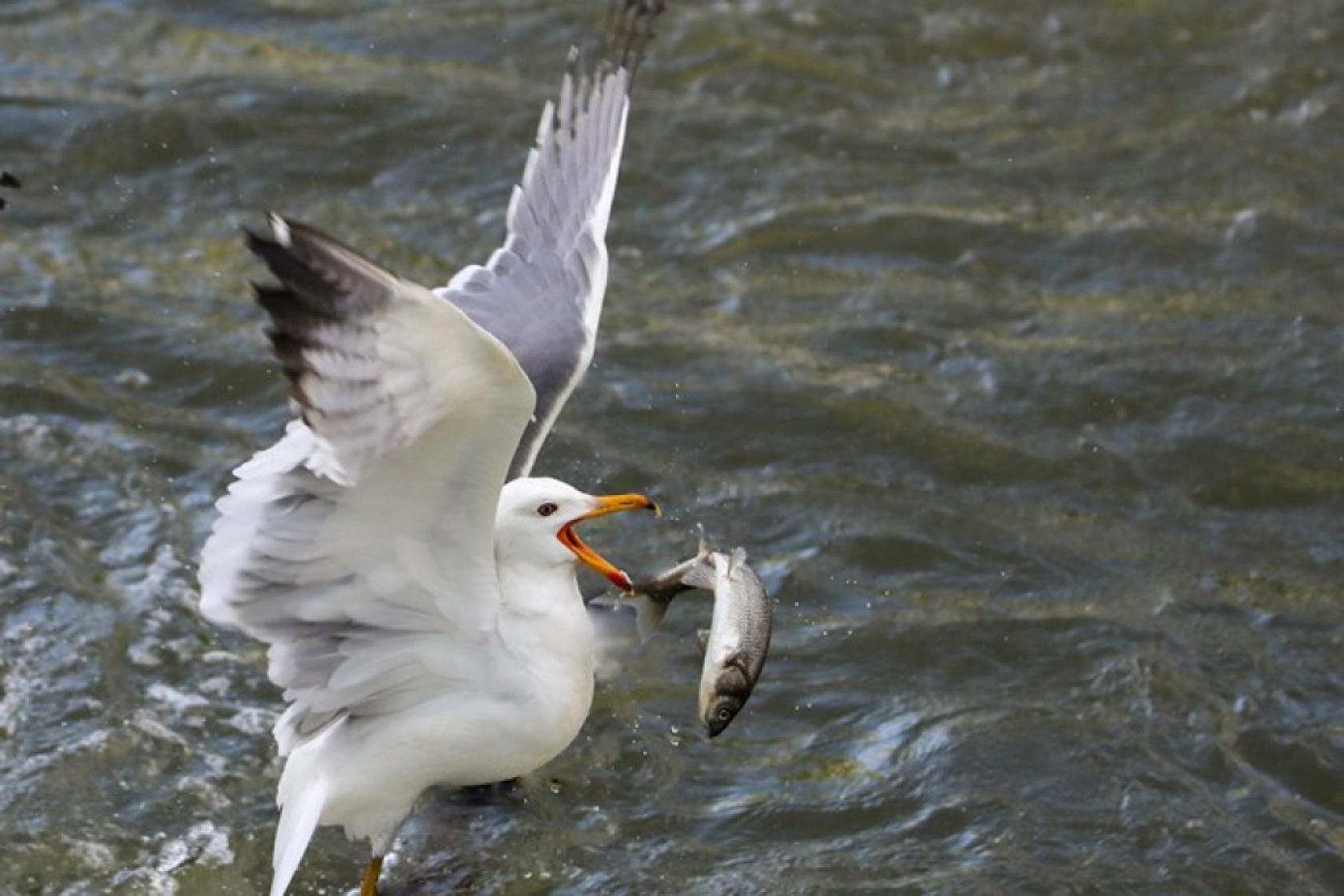 Binlerce kişi inci kefali göçünü izledi