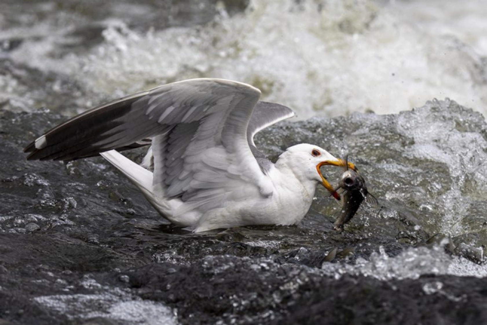 Binlerce kişi inci kefali göçünü izledi