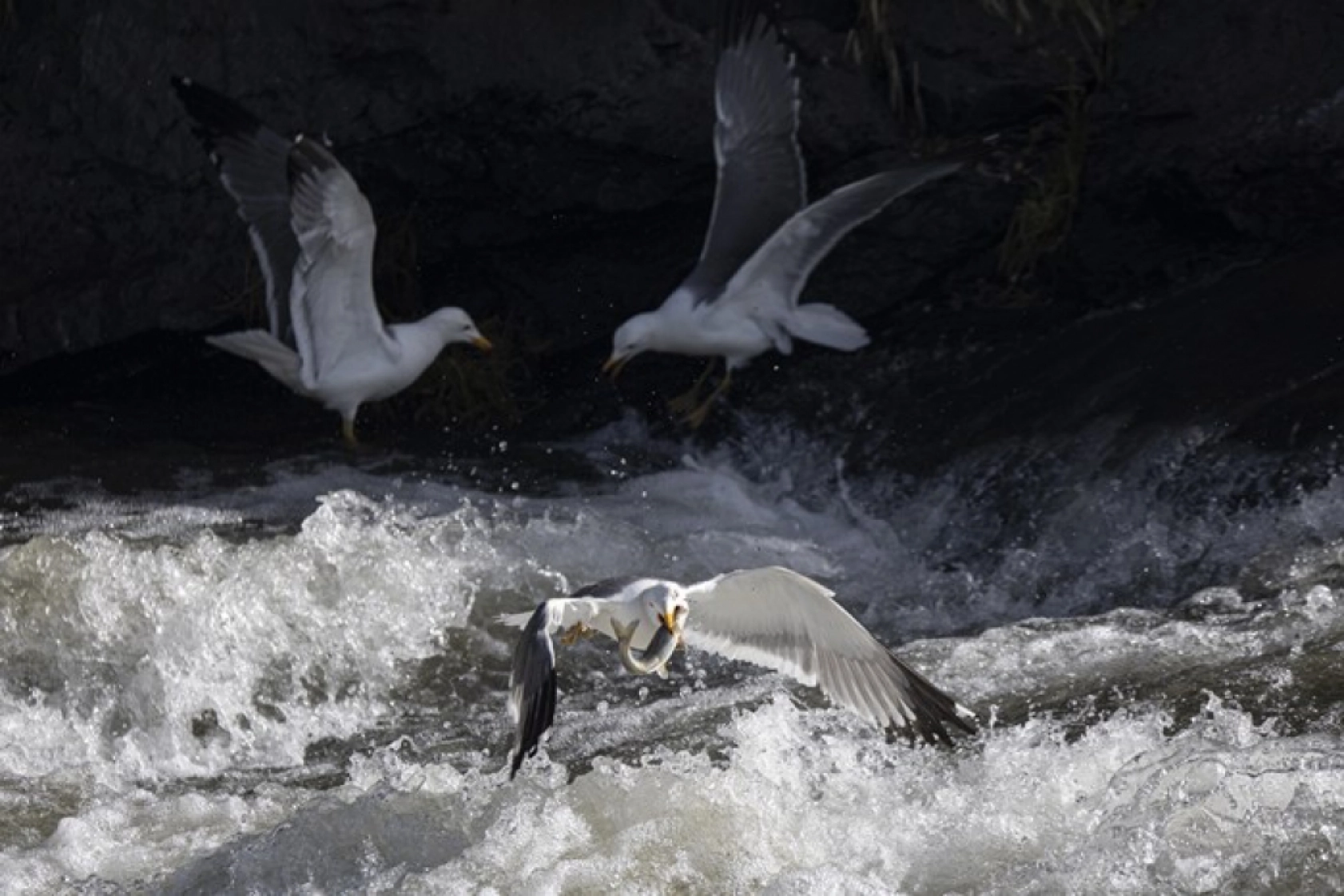 Binlerce kişi inci kefali göçünü izledi