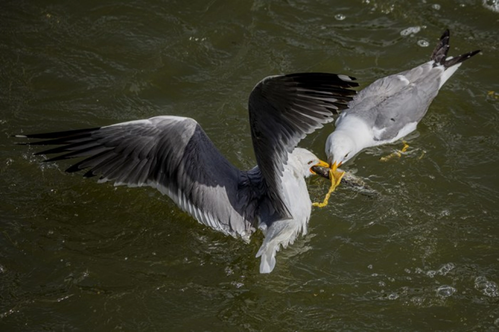 Binlerce kişi inci kefali göçünü izledi