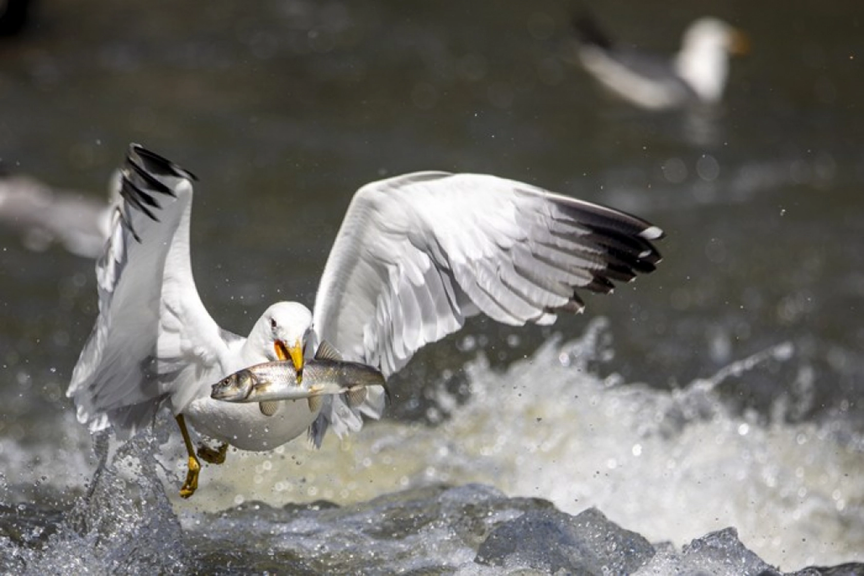 Binlerce kişi inci kefali göçünü izledi