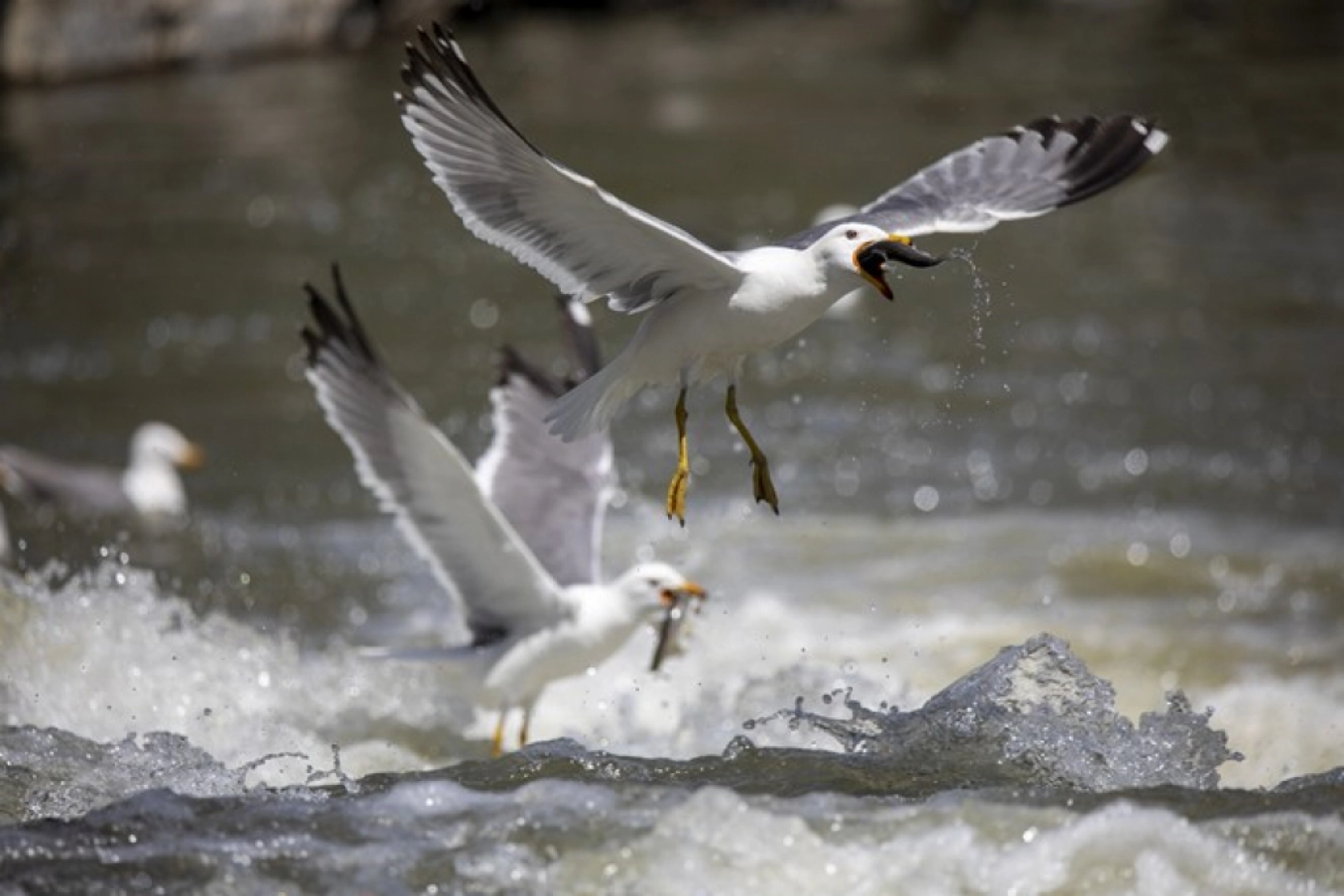Binlerce kişi inci kefali göçünü izledi