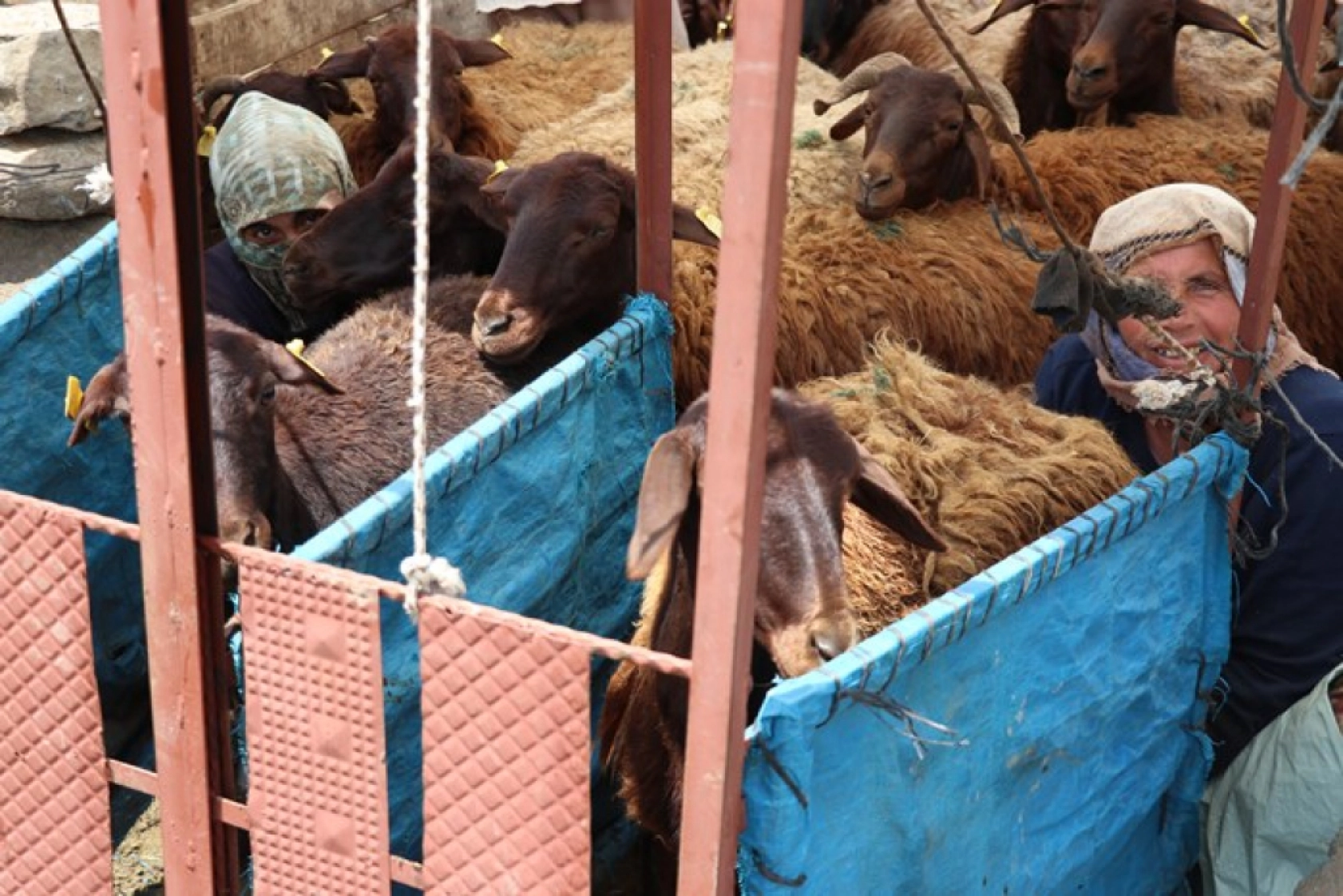 Ağrı'daki 371 yaylaya yerleşen göçer aileler yazı çadırlarda geçiriyor