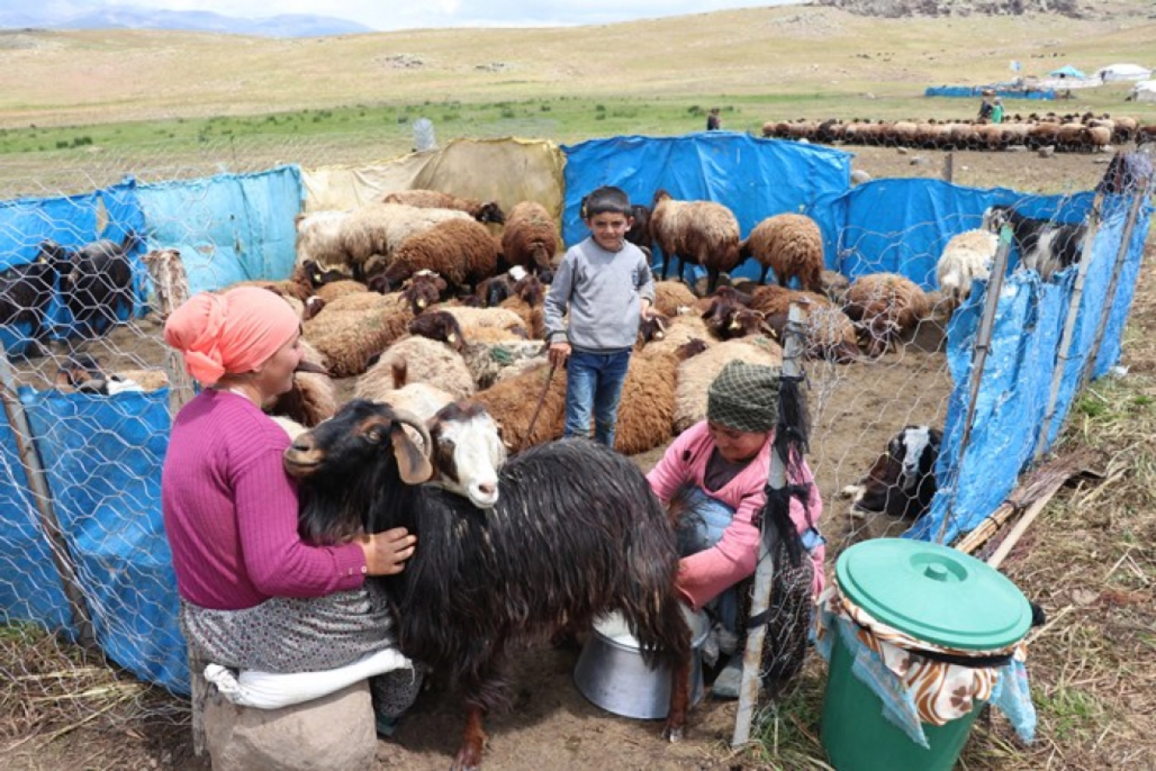 Ağrı'daki 371 yaylaya yerleşen göçer aileler yazı çadırlarda geçiriyor