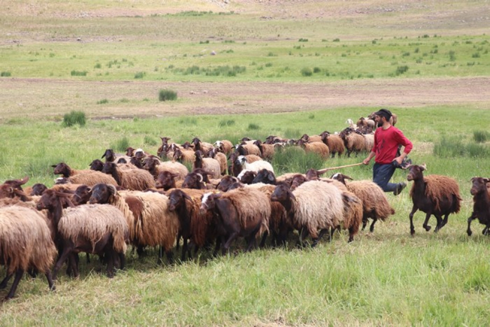 Ağrı'daki 371 yaylaya yerleşen göçer aileler yazı çadırlarda geçiriyor