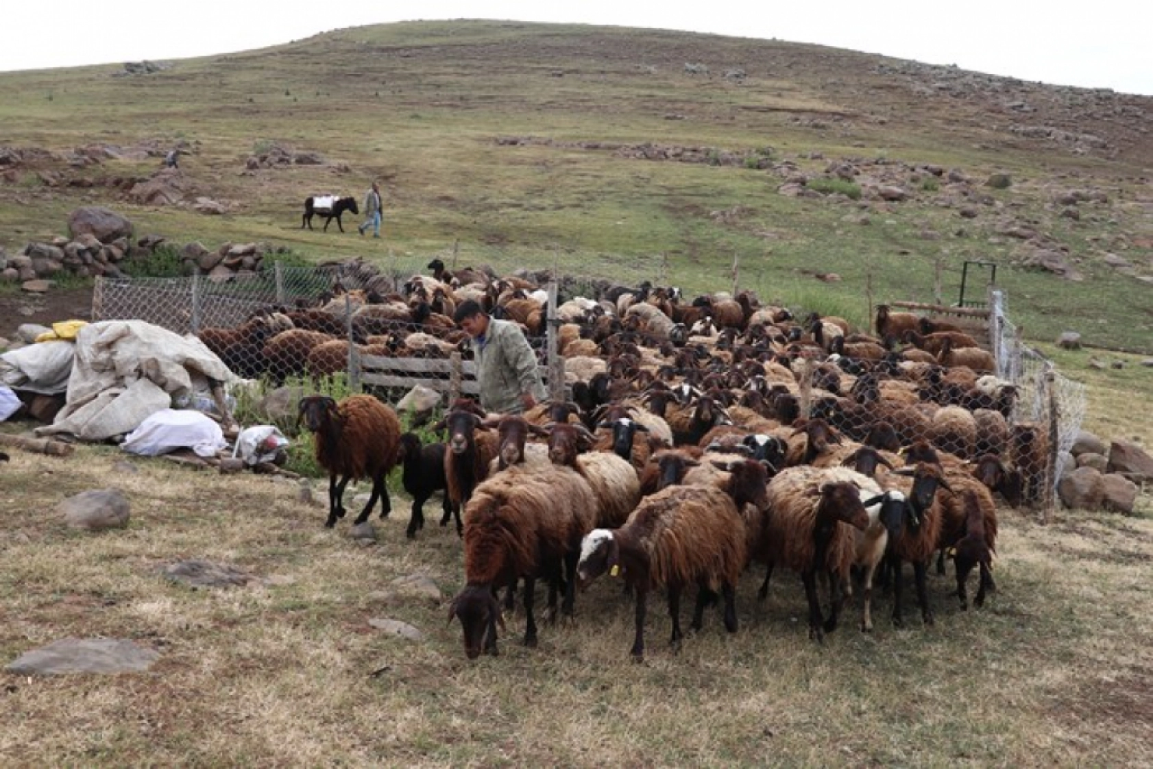 Ağrı'daki 371 yaylaya yerleşen göçer aileler yazı çadırlarda geçiriyor