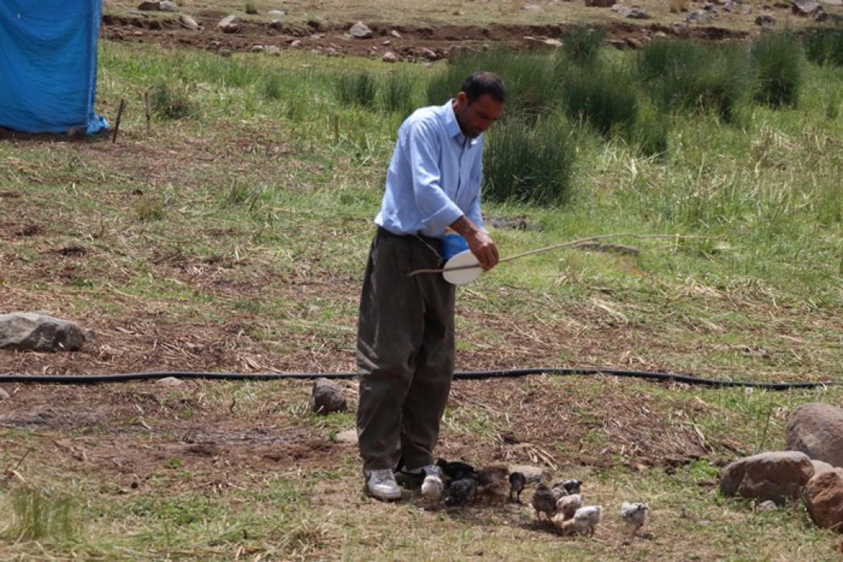 Ağrı'daki 371 yaylaya yerleşen göçer aileler yazı çadırlarda geçiriyor