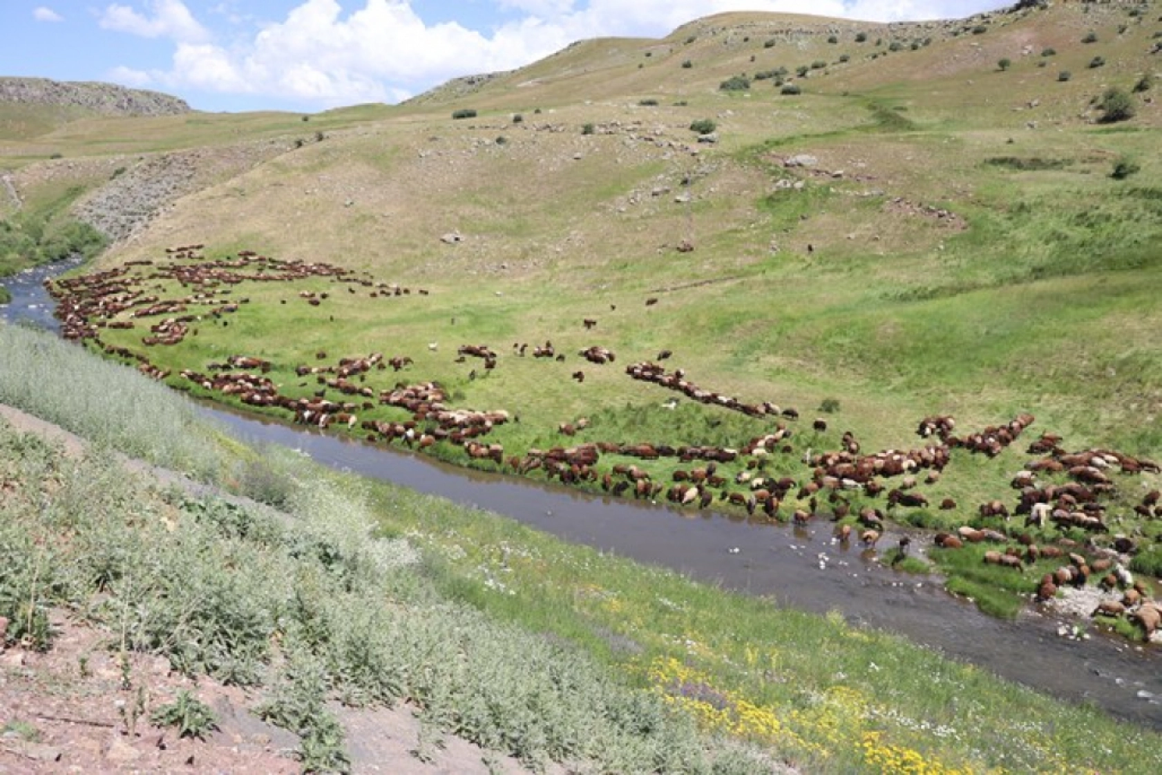 Ağrı'daki 371 yaylaya yerleşen göçer aileler yazı çadırlarda geçiriyor