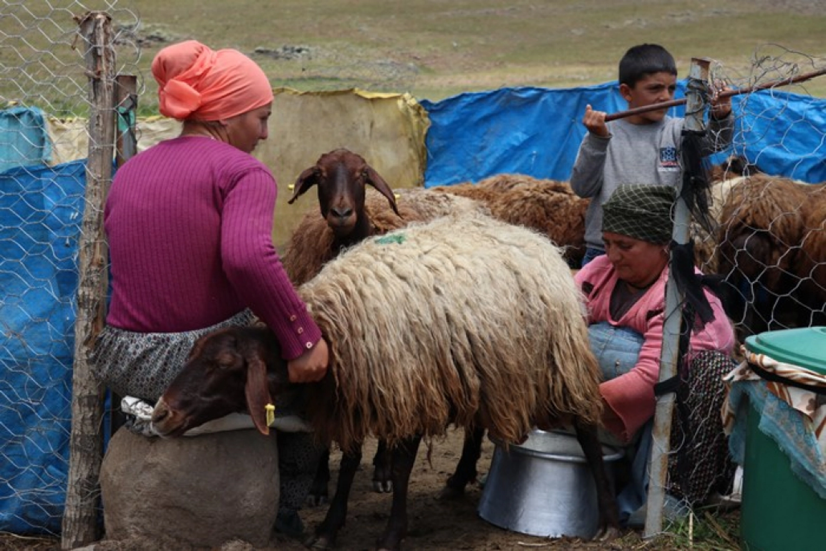 Ağrı'daki 371 yaylaya yerleşen göçer aileler yazı çadırlarda geçiriyor