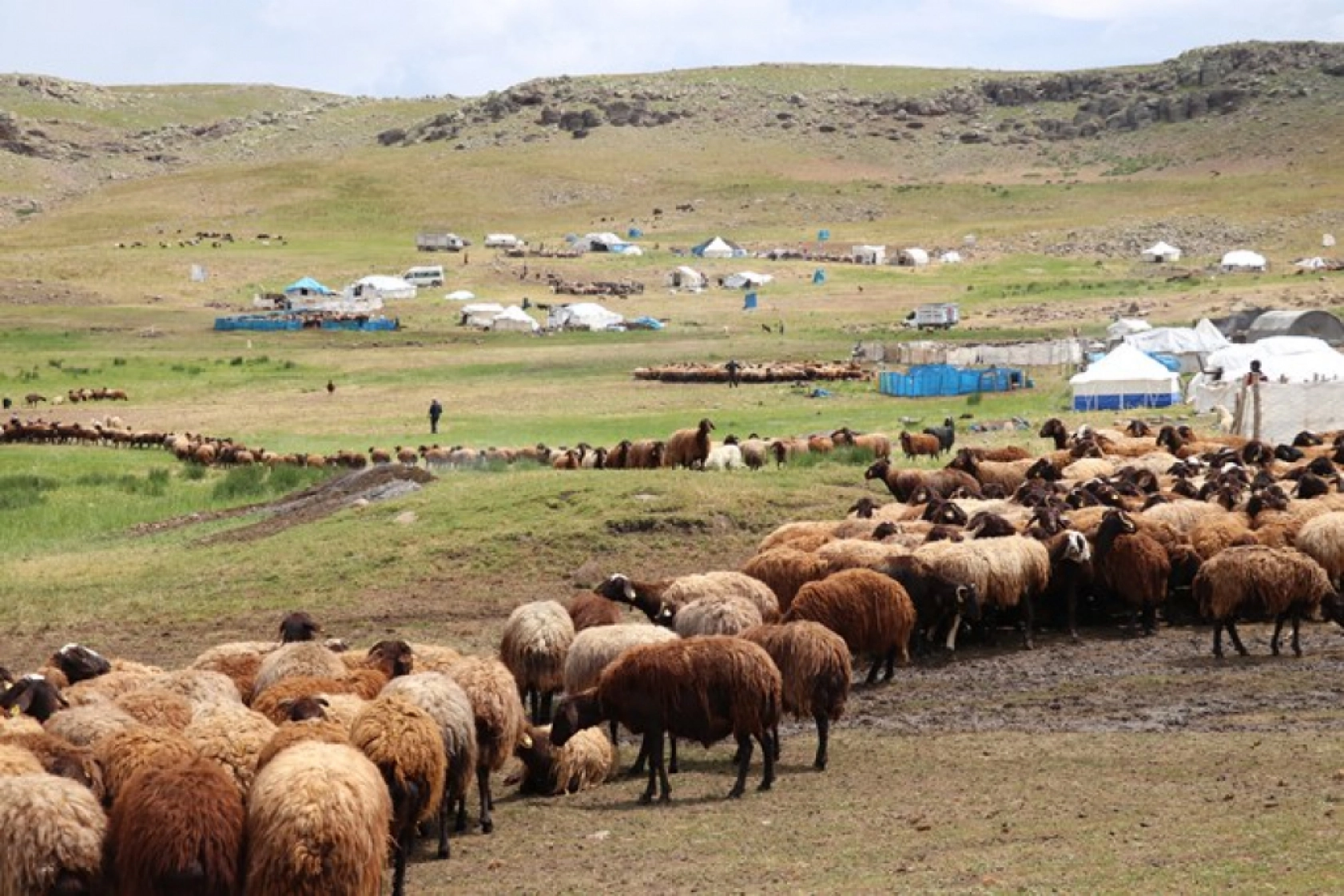 Ağrı'daki 371 yaylaya yerleşen göçer aileler yazı çadırlarda geçiriyor