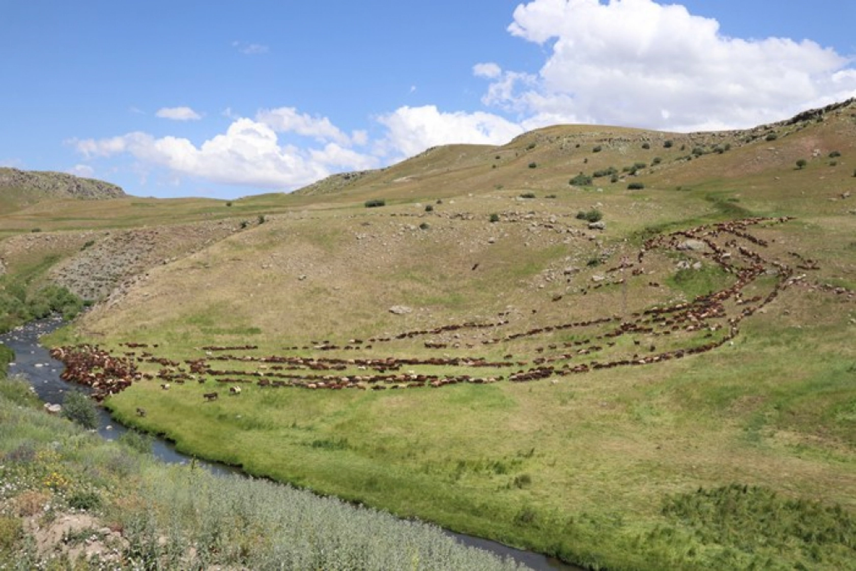 Ağrı'daki 371 yaylaya yerleşen göçer aileler yazı çadırlarda geçiriyor