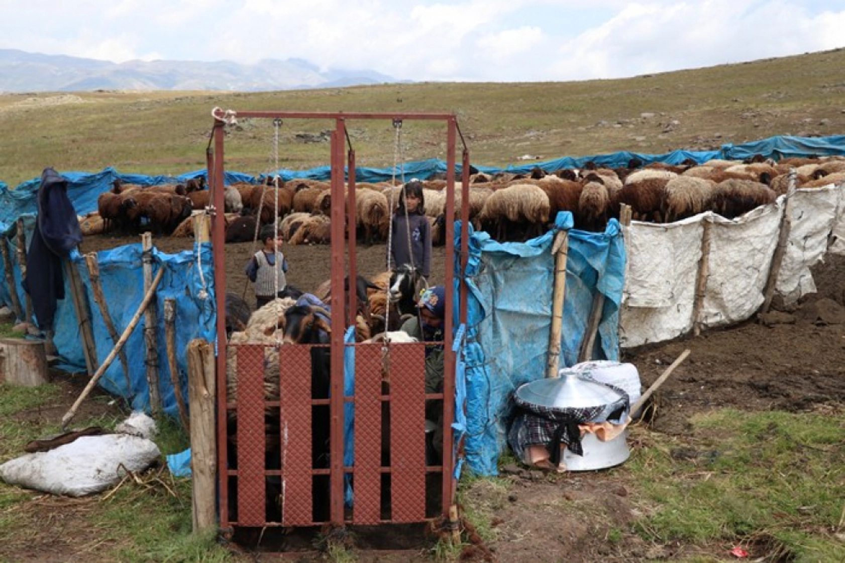 Ağrı'daki 371 yaylaya yerleşen göçer aileler yazı çadırlarda geçiriyor