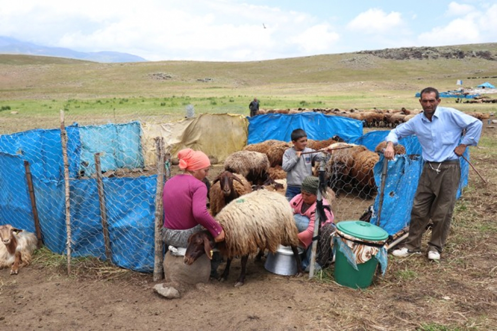 Ağrı'daki 371 yaylaya yerleşen göçer aileler yazı çadırlarda geçiriyor