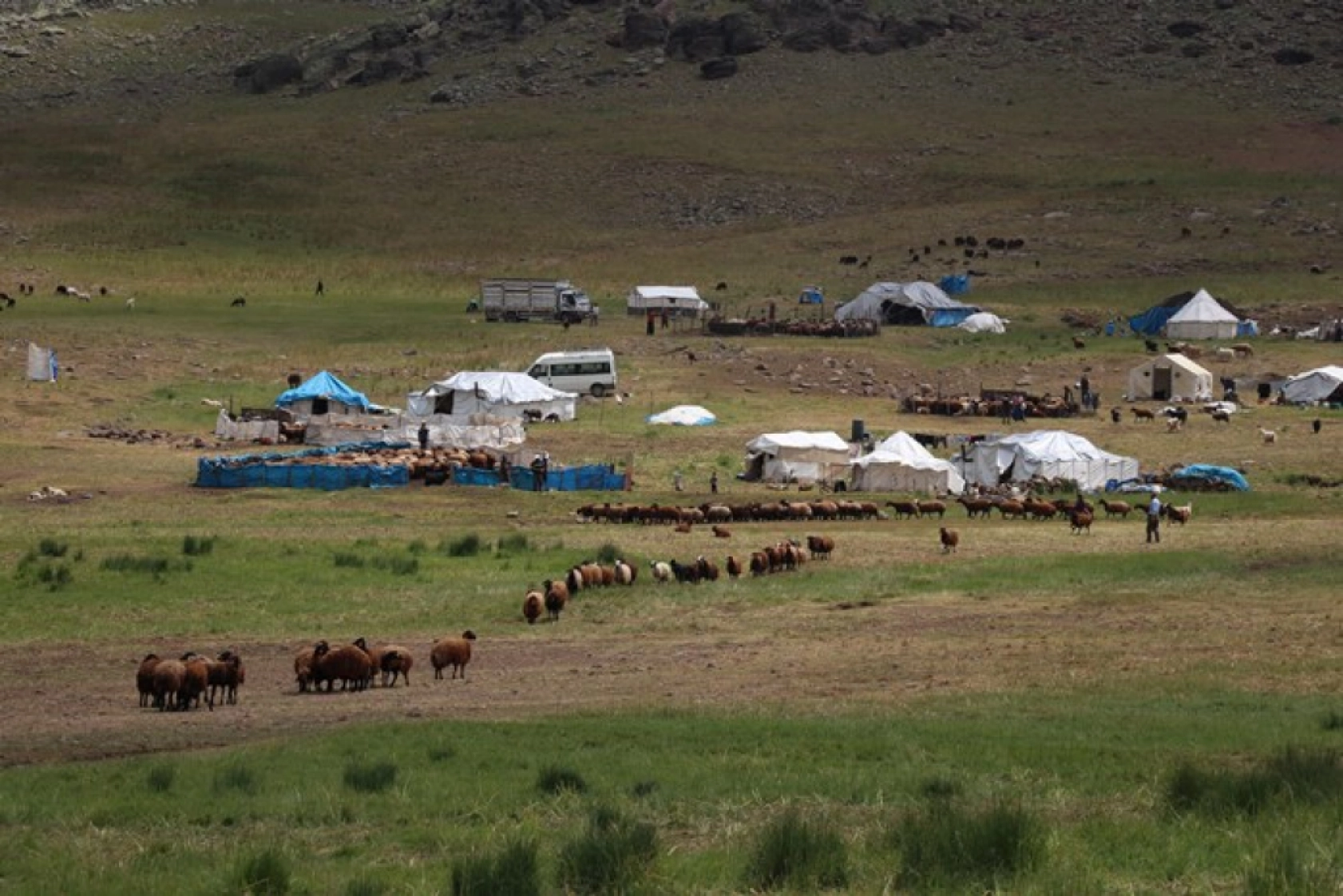 Ağrı'daki 371 yaylaya yerleşen göçer aileler yazı çadırlarda geçiriyor