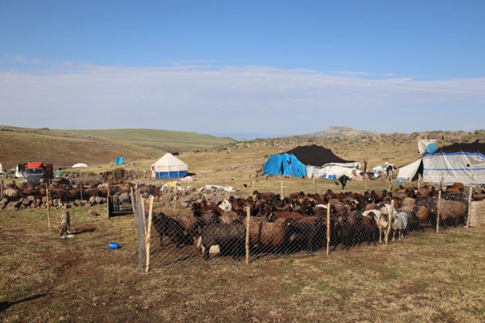 Ağrı'daki 371 yaylaya yerleşen göçer aileler yazı çadırlarda geçiriyor